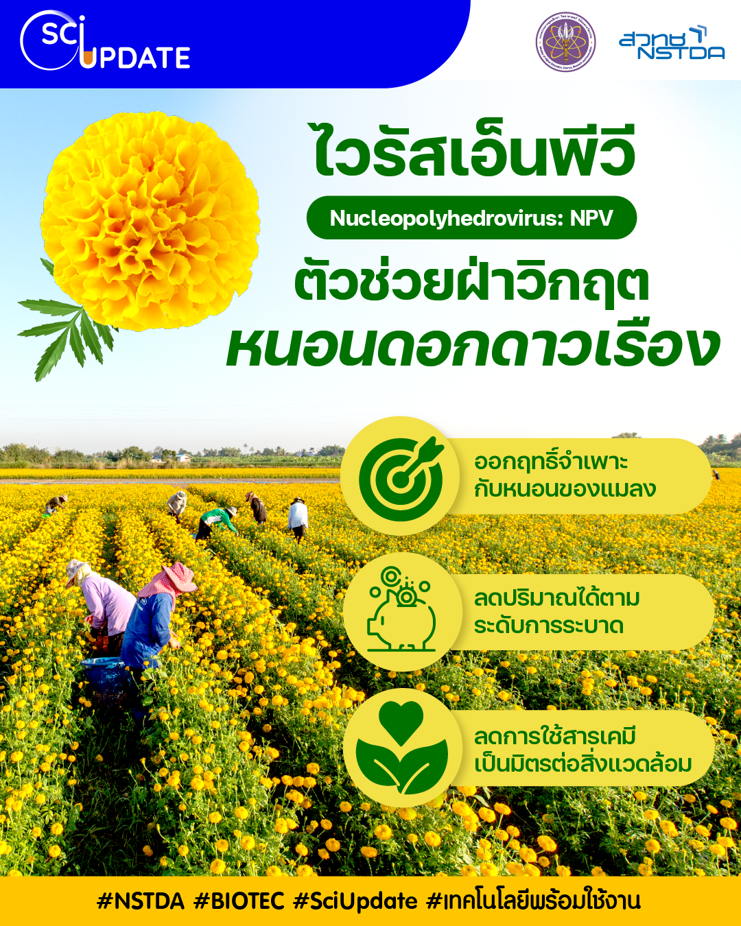 ไวรัสเอ็นพีวี (NPV) ตัวช่วยฝ่าวิกฤตหนอนดอกดาวเรือง | TS News