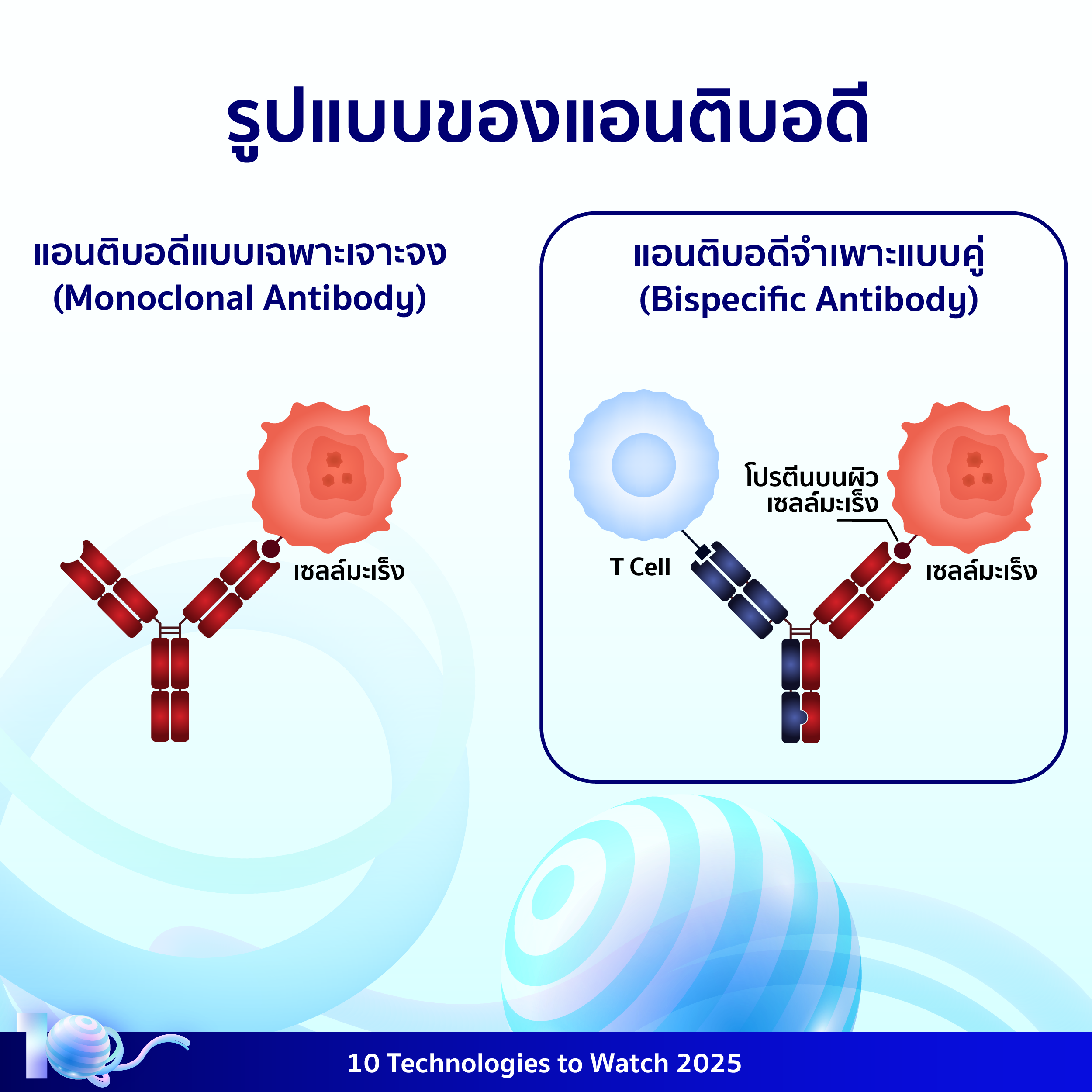 อินโฟกราฟิกประกอบเนื้อหาเรื่องแอนติบอดีจำเพาะแบบคู่ โดยมีรายละเอียดอยู่ในเนื้อหาส่วนต่อไป
