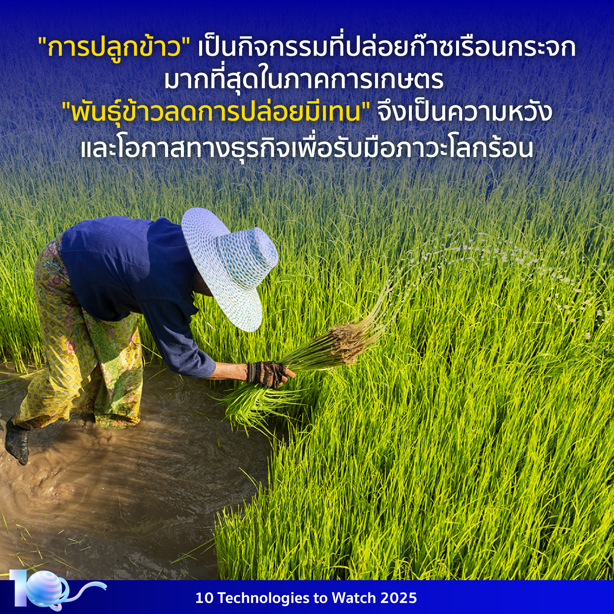 อินโฟกราฟิกประกอบเนื้อหาเรื่องเทคโนโลยีพันธุ์ข้าวลดการปล่อยมีเทน โดยมีรายละเอียดอยู่ในเนื้อหาส่วนต่อไป