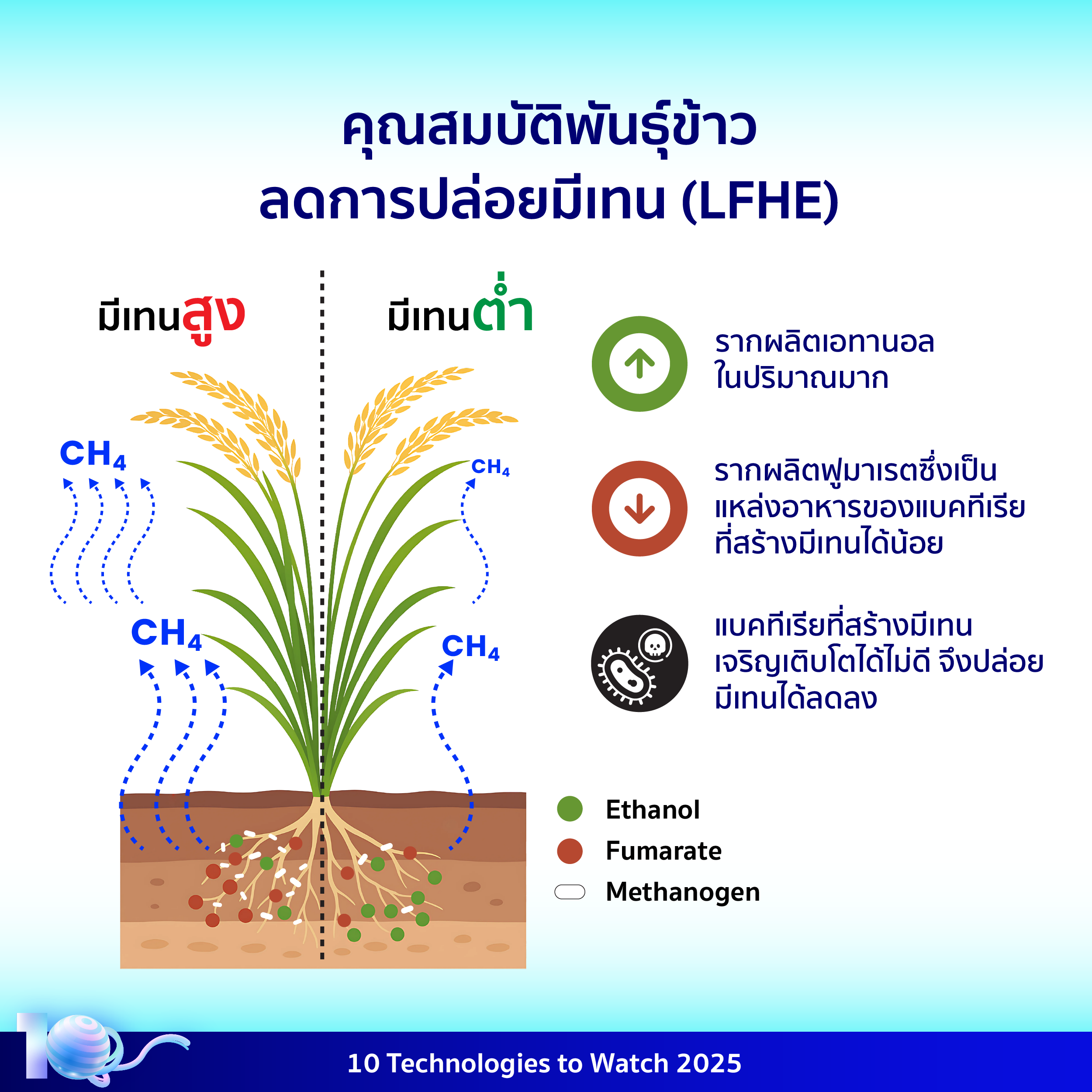 อินโฟกราฟิกประกอบเนื้อหาเรื่องเทคโนโลยีพันธุ์ข้าวลดการปล่อยมีเทน โดยมีรายละเอียดอยู่ในเนื้อหาส่วนต่อไป