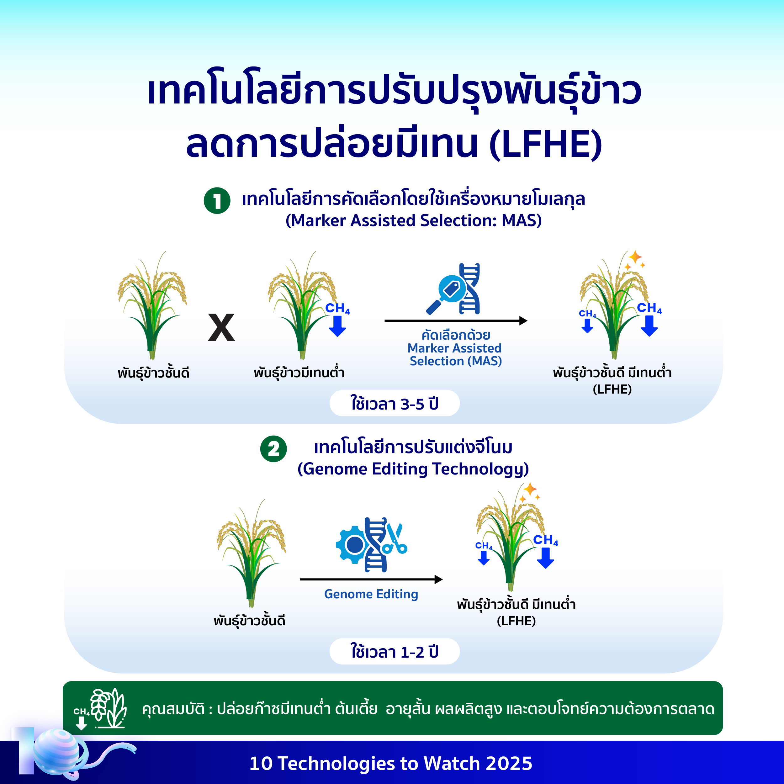 อินโฟกราฟิกประกอบเนื้อหาเรื่องเทคโนโลยีพันธุ์ข้าวลดการปล่อยมีเทน โดยมีรายละเอียดอยู่ในเนื้อหาส่วนต่อไป