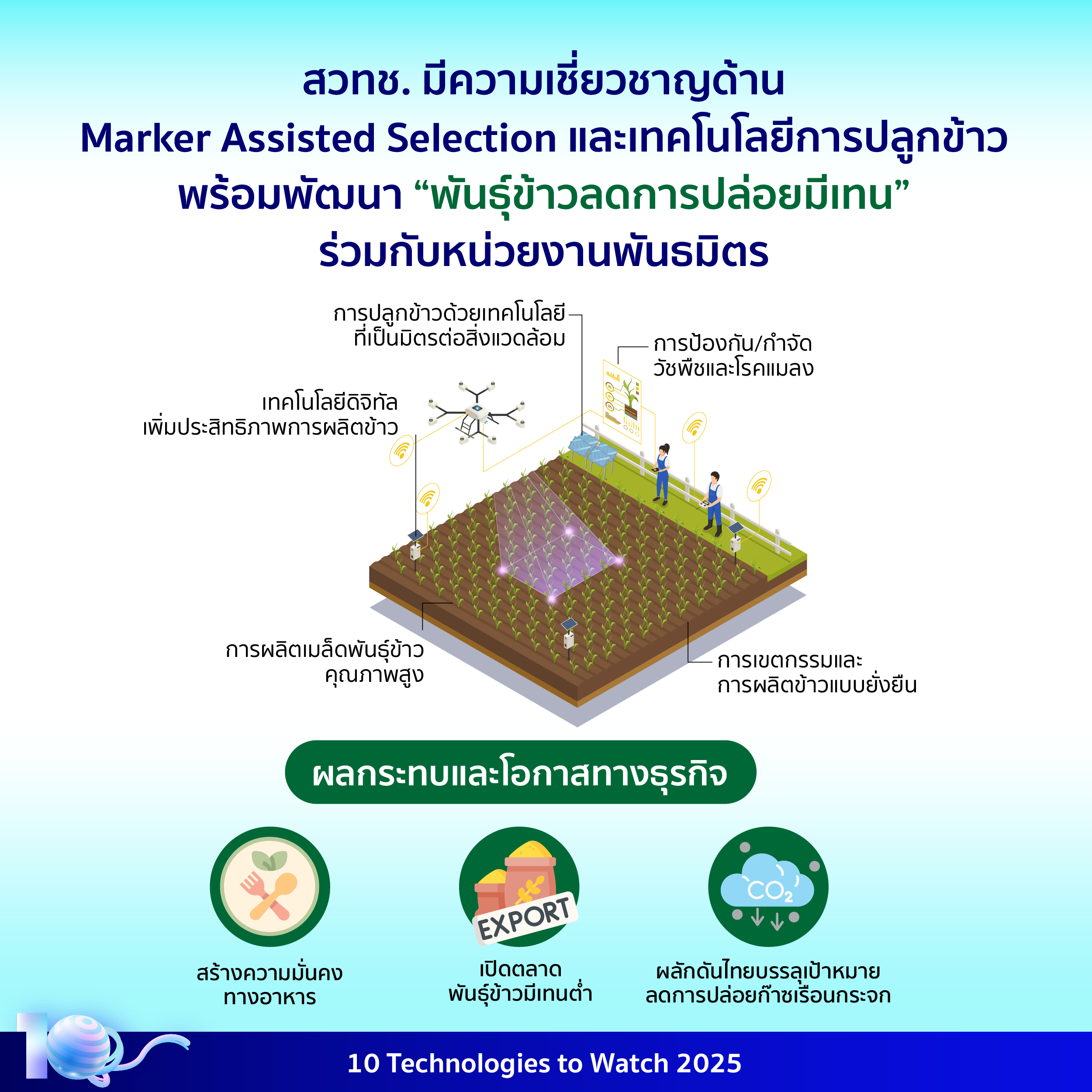 อินโฟกราฟิกประกอบเนื้อหาเรื่องเทคโนโลยีพันธุ์ข้าวลดการปล่อยมีเทน โดยมีรายละเอียดอยู่ในเนื้อหาส่วนต่อไป