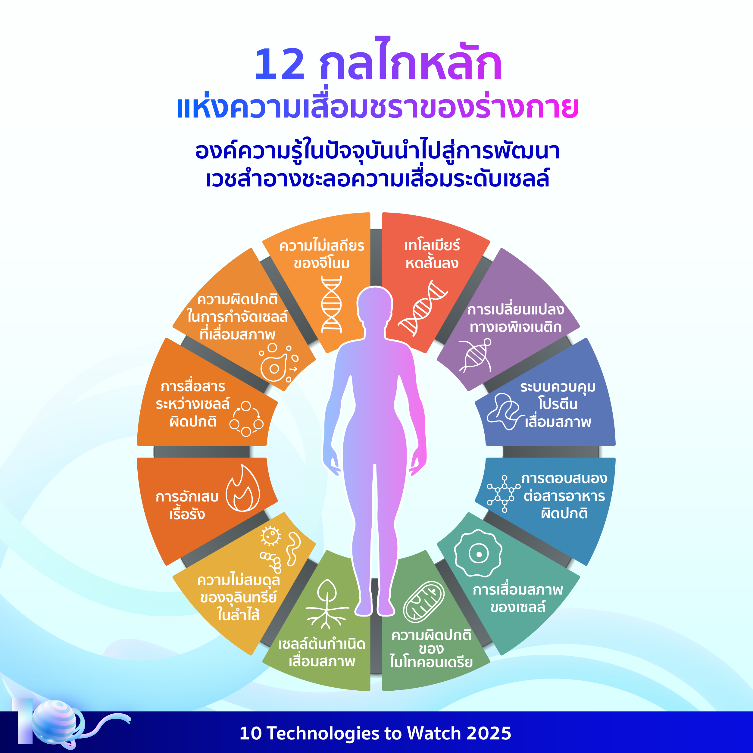 อินโฟกราฟิกประกอบเนื้อหาเรื่องเวชสำอางเพื่อสุขภาพและการชะลอวัย โดยมีรายละเอียดอยู่ในเนื้อหาส่วนต่อไป