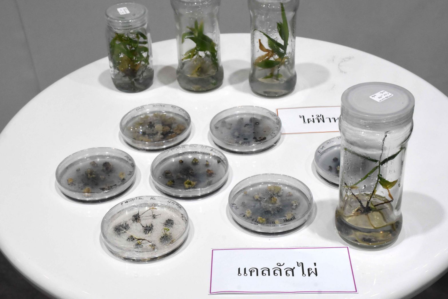 ภาพแสดงตัวอย่างแคลลัสไผ่ในจานเพาะเลี้ยง และต้นกล้าไผ่ในขวดปลอดเชื้อ ซึ่งได้จากกระบวนการโซมาติกเอมบริโอเจเนซิส 
