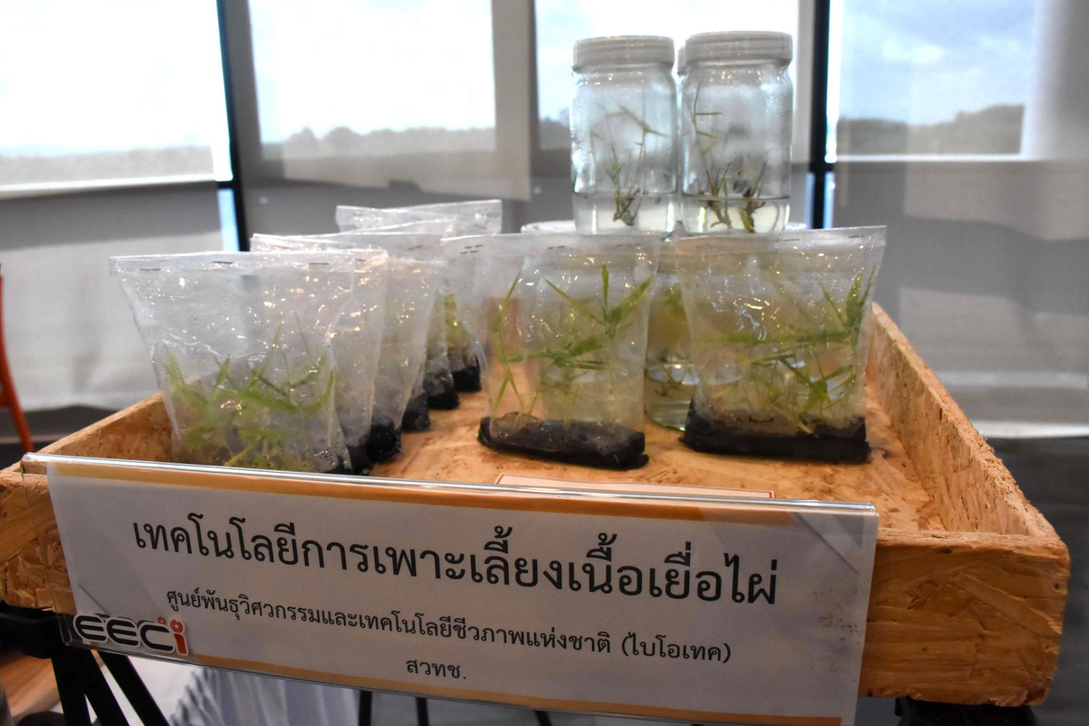 ภาพต้นกล้าไผ่ที่ได้จากการเพาะเลี้ยงเนื้อเยื่อในถุงและขวดปลอดเชื้อ จัดแสดงในงานเปิดตัวเทคโนโลยี “ไผ่ตัดอายุ”