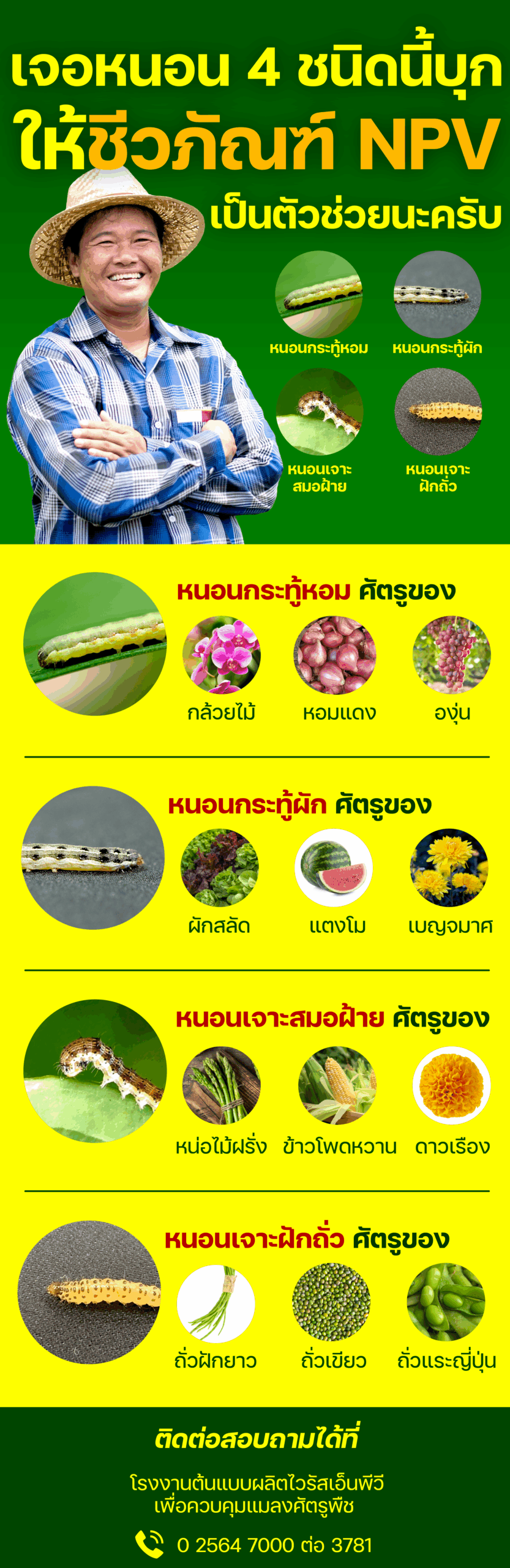 อินโฟกราฟิกให้ข้อมูลตัวอย่างพืชเศรษฐกิจที่มีหนอนแต่ละชนิดเป็นศัตรูพืช เช่น หนอนกระทู้หอมเป็นศัตรูของกล้วยไม้ หอมแดง และองุ่น หนอนกระทู้ผักเป็นศัตรูของผักสลัด แตงโม และเบญจมาศ หนอนเจาะสมอฝ้ายเป็นศัตรูของหน่อไม้ฝรั่ง ข้าวโพดหวาน และดาวเรือง หนอนเจาะฝักถั่วเป็นศัตรูของถั่วฝักยาว ถั่วเขียว และถั่วแระญี่ปุ่น