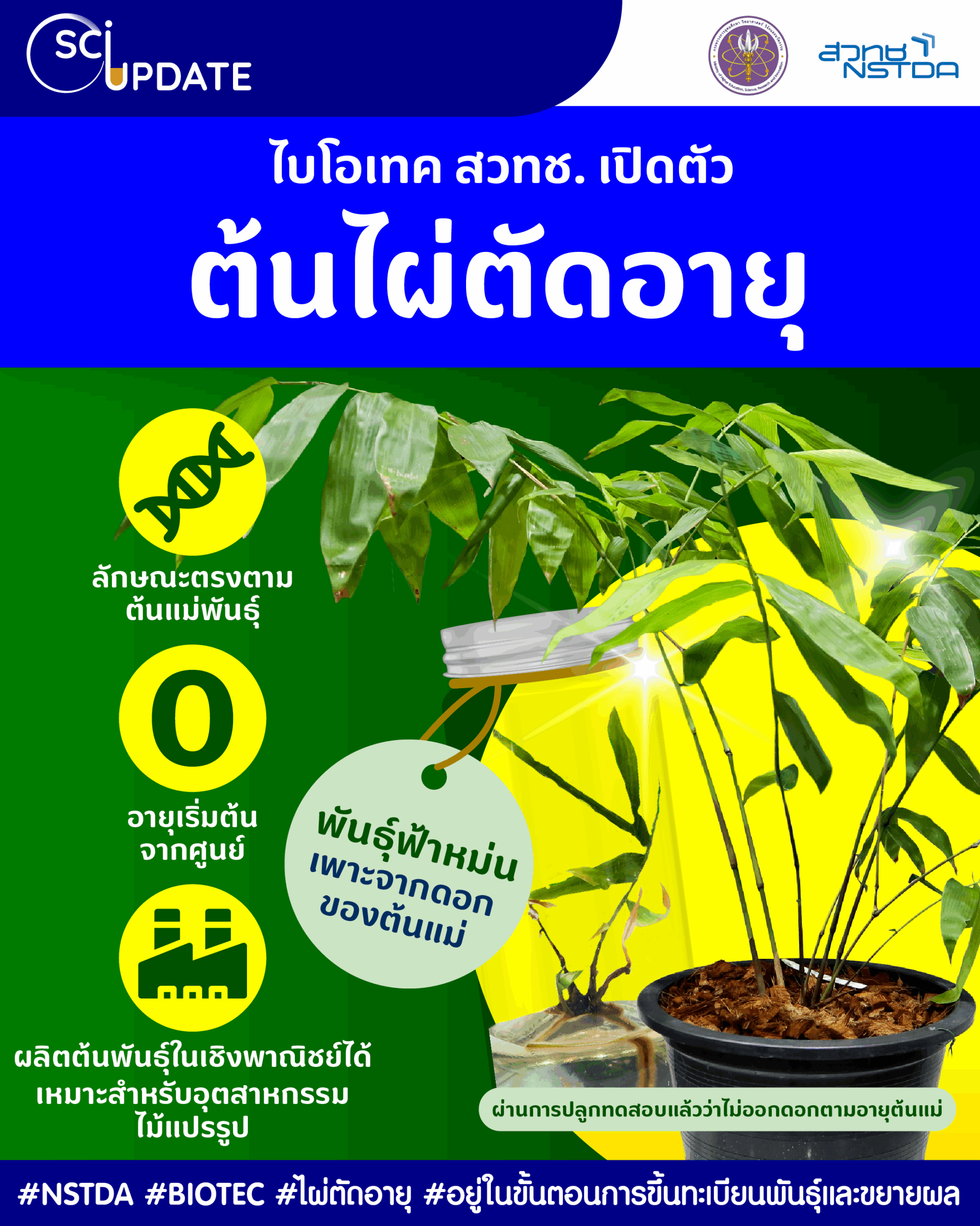 ไบโอเทค สวทช. เปิดตัว ‘ต้นไผ่ตัดอายุ’ เหมือนต้นแม่ทุกประการ แต่อายุเริ่มจากศูนย์