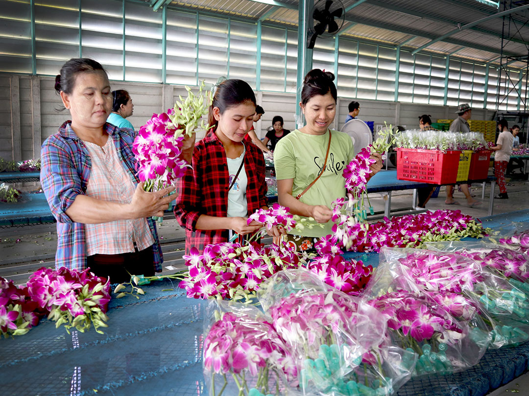 ภาพบรรยากาศการทำสวนกล้วยไม้