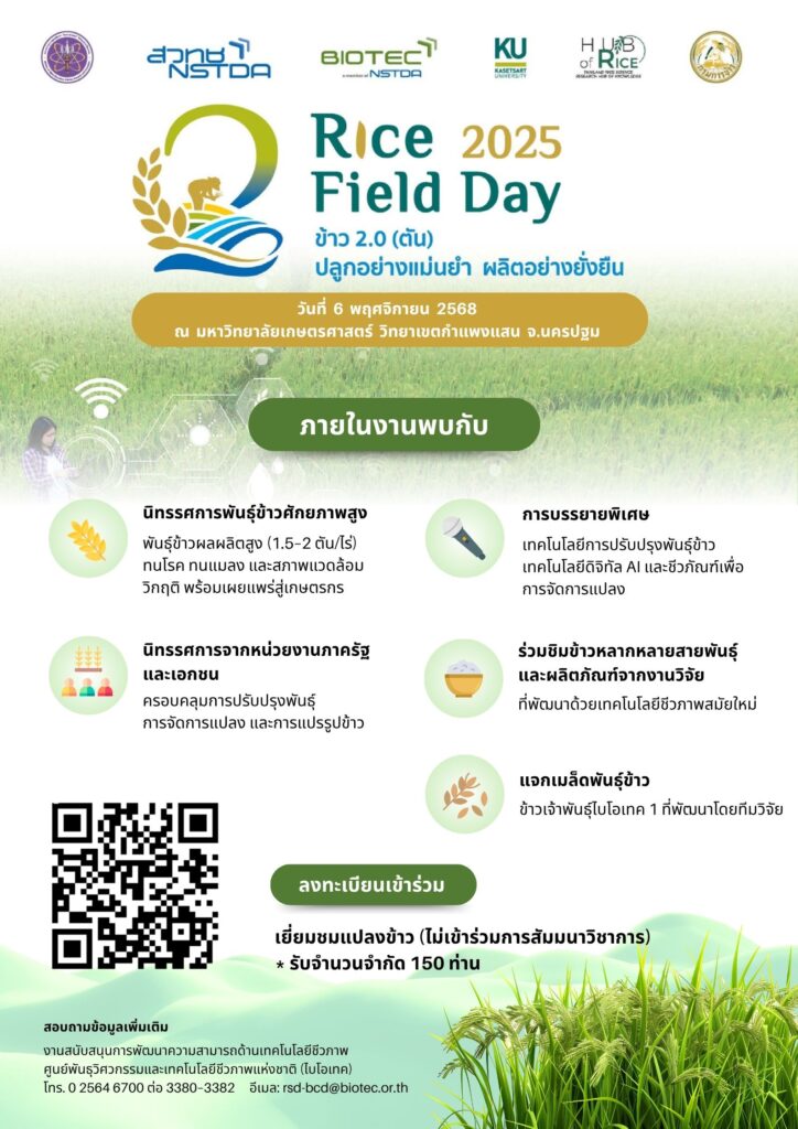 โปสเตอร์ NSTDA-KU Rice Field Day 2025 ธีม เขียว ขาว ทอง