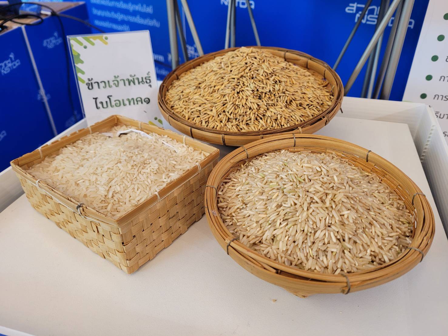 ภาพตัวอย่างเมล็ดข้าวเปลือกและข้าวสารของข้าวพันธุ์ไบโอเทค 1
