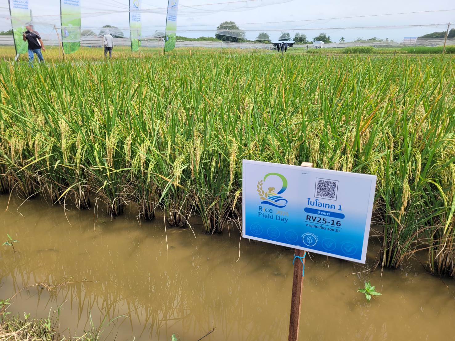 ภาพแปลงปลูกทดสอบข้าวเจ้าพันธุ์ไบโอเทค 1 ที่มหาวิทยาลัยเกษตรศาสตร์ กำแพงแสน
