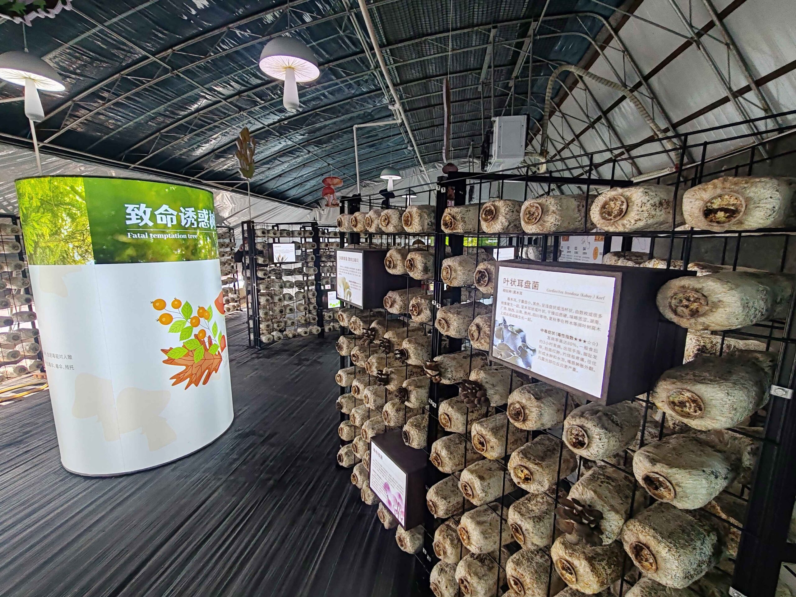 ภาพภายในเรือนเพาะเห็ดของจีน แสดงก้อนเชื้อเห็ดจำนวนมากวางเรียงบนชั้น พร้อมป้ายให้ข้อมูลชนิดเห็ดและเทคโนโลยีการเพาะ