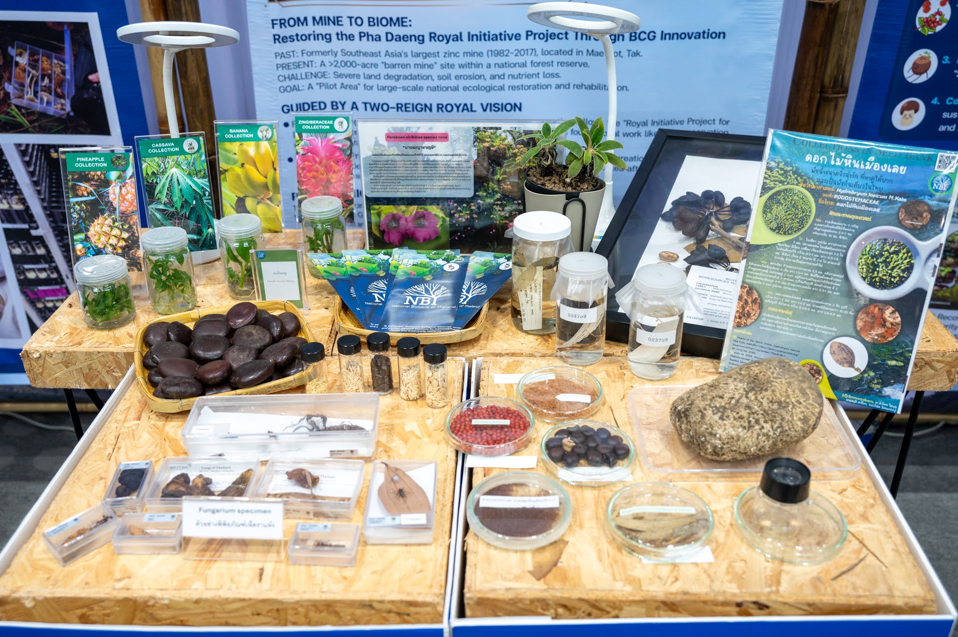 ภาพไบโอเทค สวทช. โดย ศูนย์ชีววัสดุประเทศไทย หรือ TBRC ซึ่งเป็นคลังทรัพยากรชีวภาพแห่งชาติ และธนาคารทรัพยากรชีวภาพแห่งชาติ (NBT) เป็นโครงสร้างพื้นฐานสำคัญที่สนับสนุนการอนุรักษ์และจัดเก็บตัวอย่างชีวภาพระยะยาว ร่วมนำผลงานวิจัยมาจัดแสดง