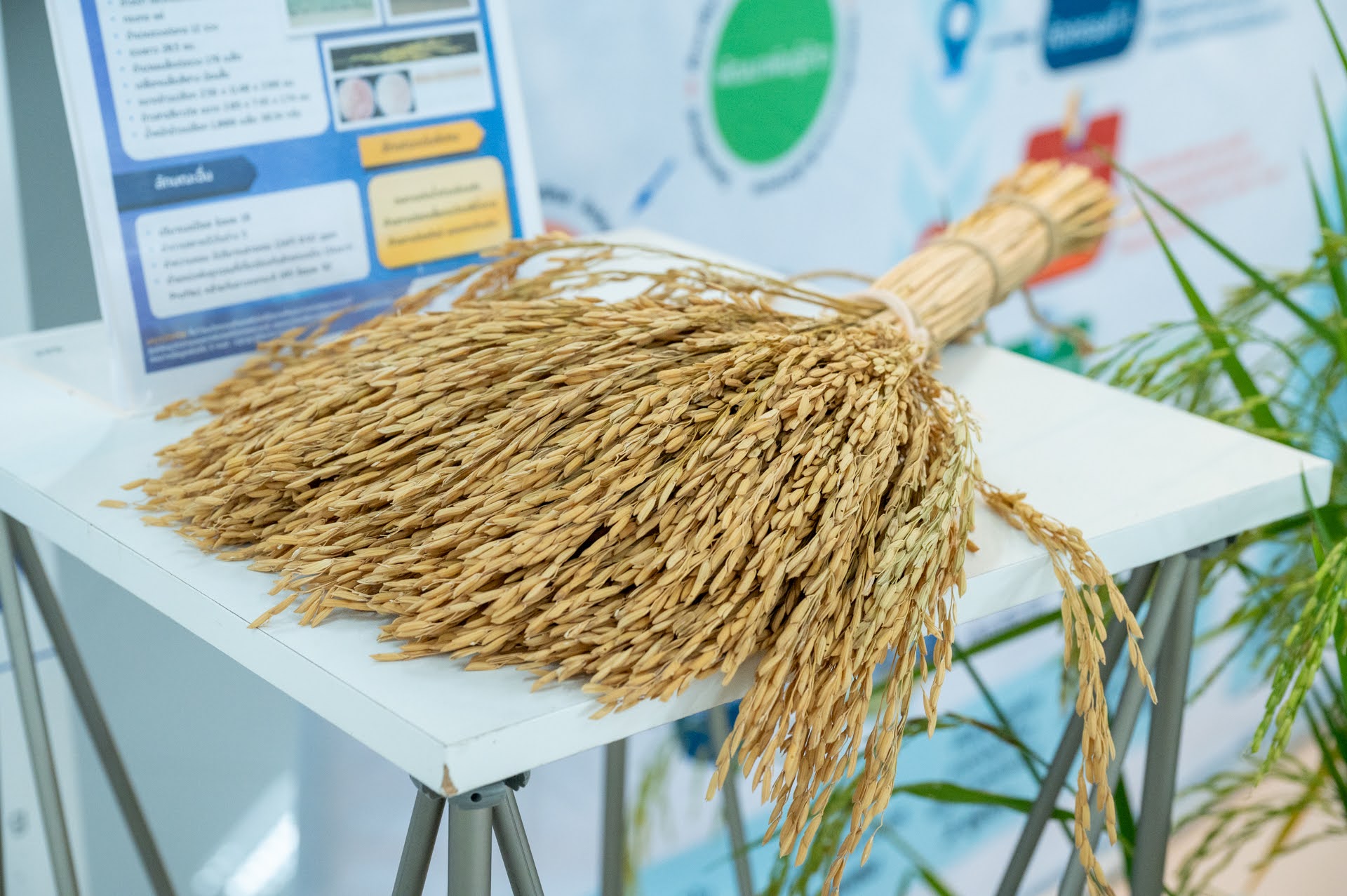 ภาพ สวทช. และมหาวิทยาลัยเกษตรศาสตร์ จัดงาน NSTDA-KU Rice Field Day 2025 โชว์พันธุ์ข้าวนวัตกรรมผลผลิตสูง 2 ตันต่อไร่ ณ วิทยาเขตกำแพงแสน
