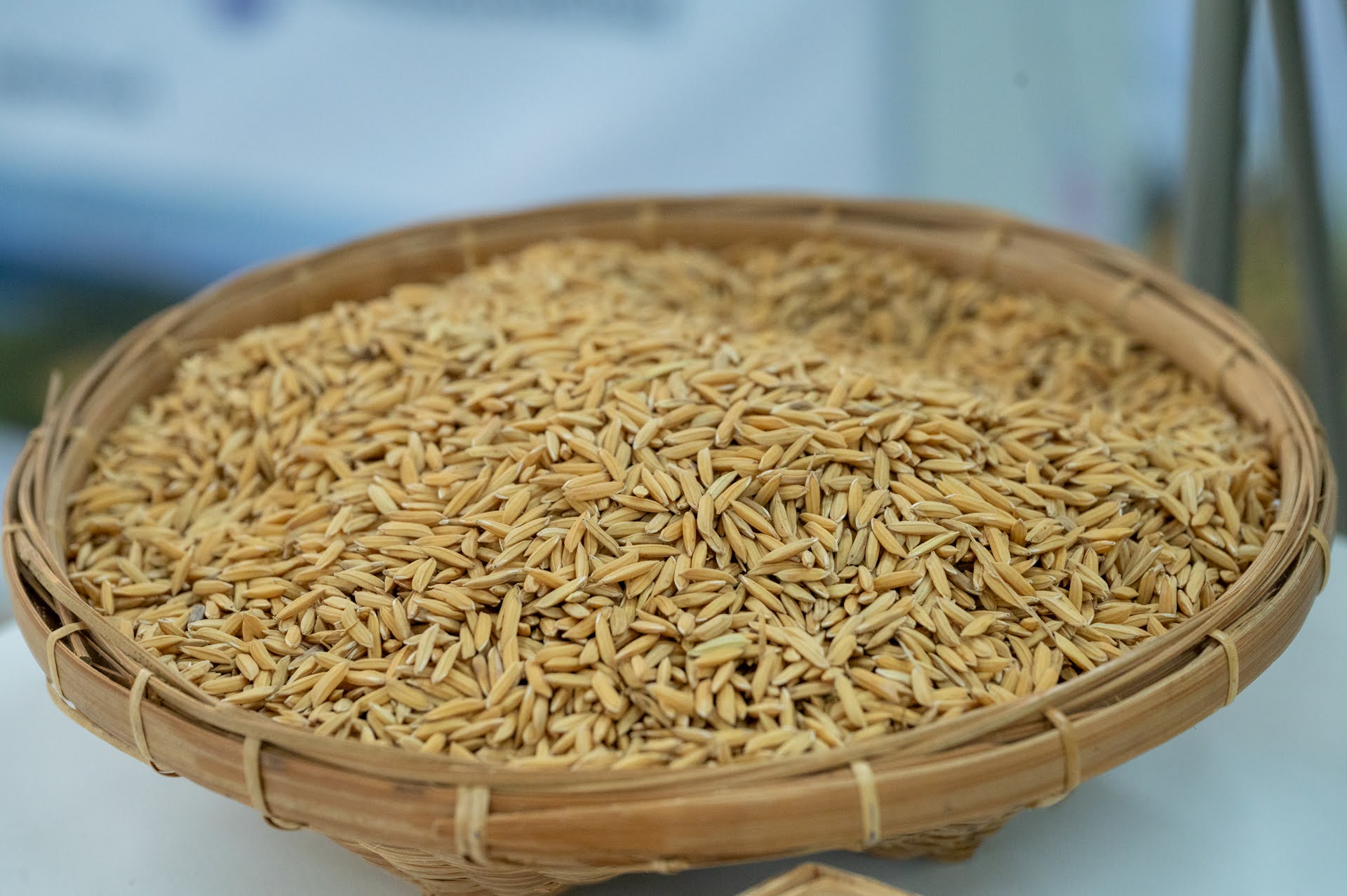 ภาพ สวทช. และมหาวิทยาลัยเกษตรศาสตร์ จัดงาน NSTDA-KU Rice Field Day 2025 โชว์พันธุ์ข้าวนวัตกรรมผลผลิตสูง 2 ตันต่อไร่ ณ วิทยาเขตกำแพงแสน