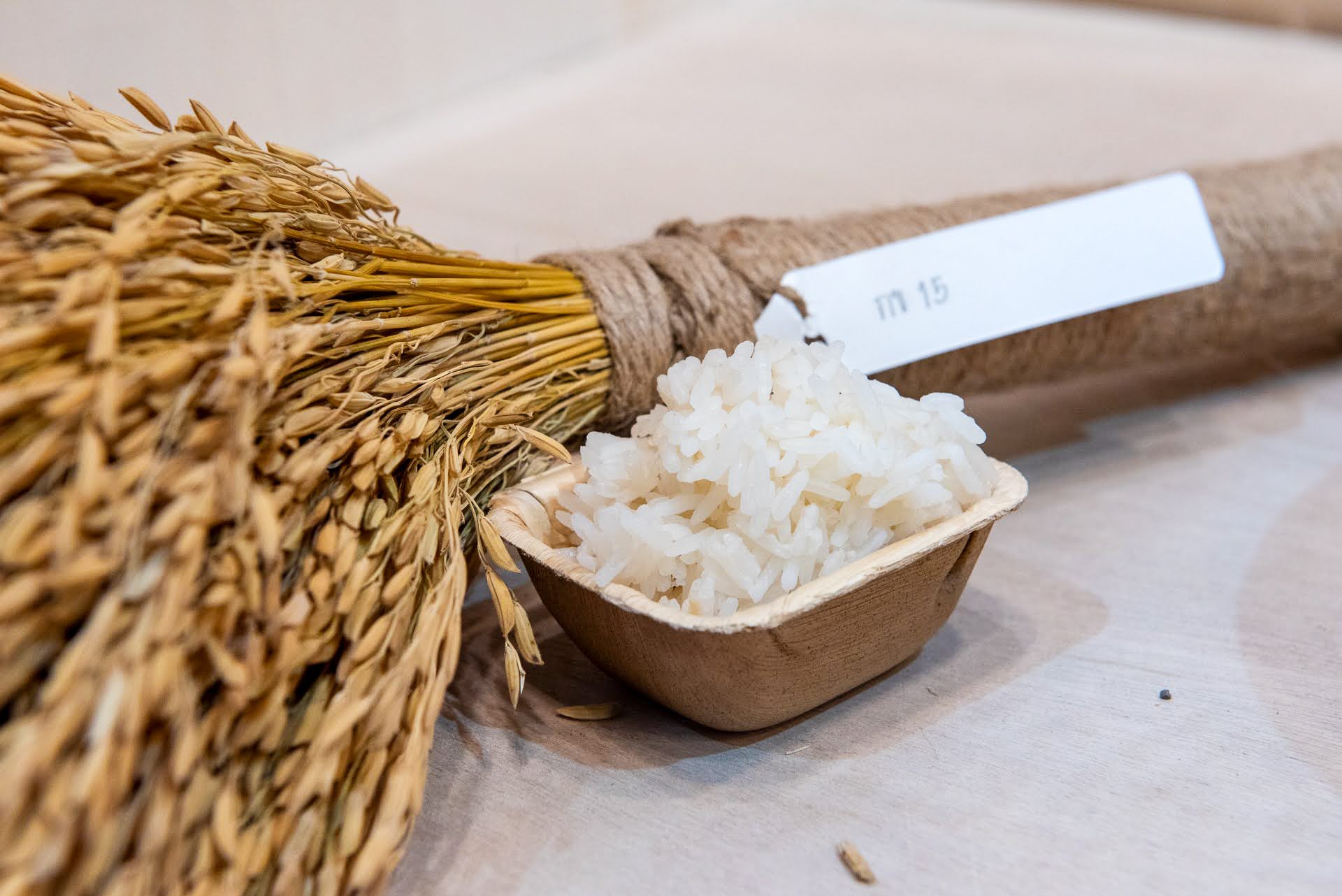 ภาพ: ข้าวสวยหุงสุกในถ้วยจัดแสดง วางเคียงกับมัดรวงข้าวแห้งที่ใช้เปรียบเทียบคุณภาพข้าวในนิทรรศการ