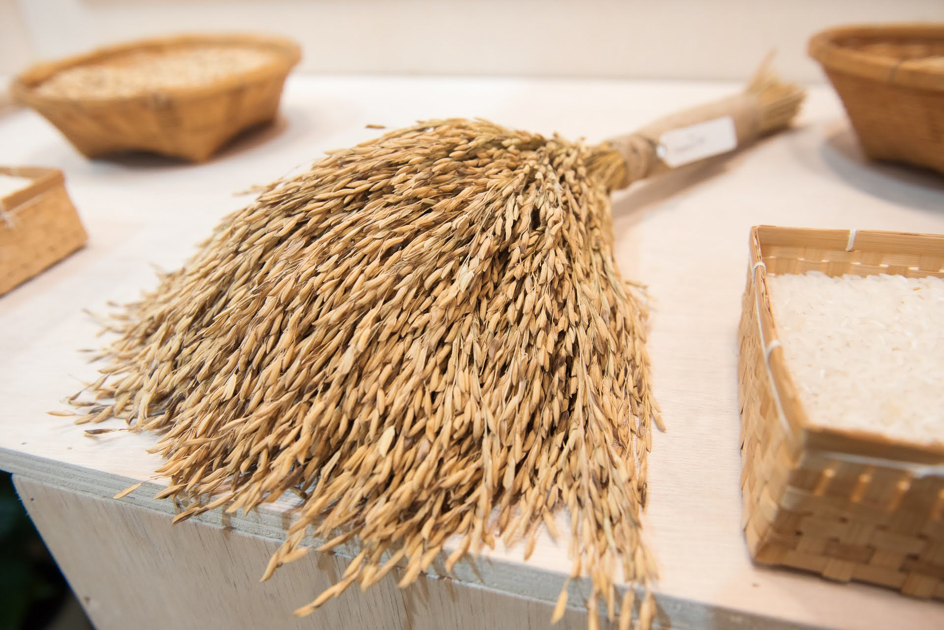 ภาพ: มัดรวงข้าวแห้งจัดแสดงในนิทรรศการข้าว พร้อมตัวอย่างเมล็ดข้าวและผลิตผลต่าง ๆ