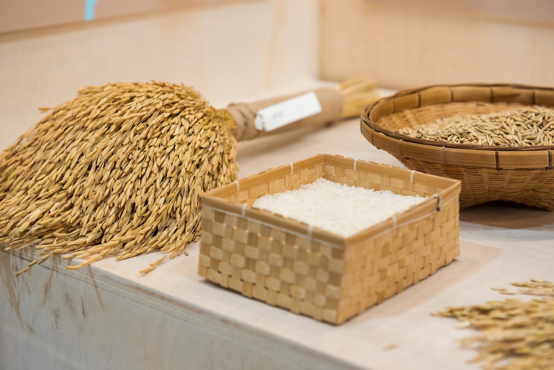 ภาพ: ผลิตผลข้าวจากหลายสายพันธุ์ รวมถึงมัดรวงข้าว เมล็ดข้าวเปลือก และข้าวสารที่จัดแสดงในตะกร้าสาน