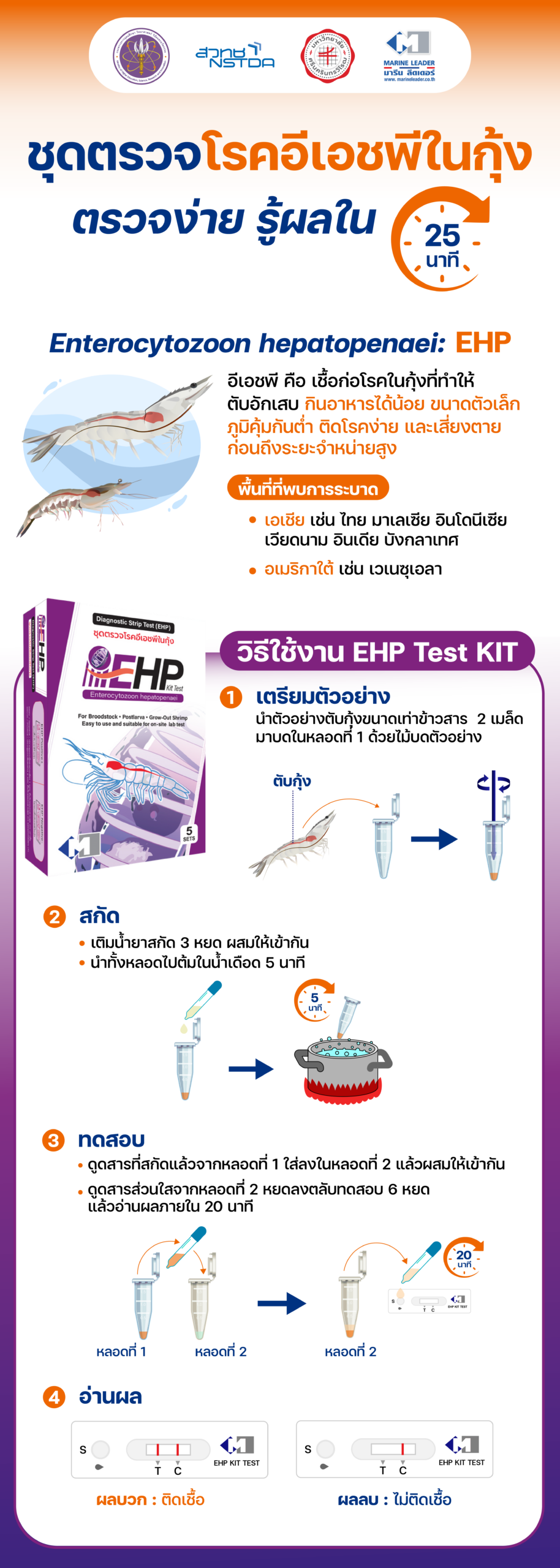 infographic แสดงข้อมูลสรุปเกี่ยวกับชุดตรวจเชื้อ EHP และขั้นตอนการตรวจซึ่งประกอบด้วย 4 ขั้นหลัก คือ เตรียมตัวอย่าง สกัด ทดสอบ และอ่านผล ซึ่งใช้เวลารวมในการตรวจเพียงประมาณ 25 นาทีเท่านั้น