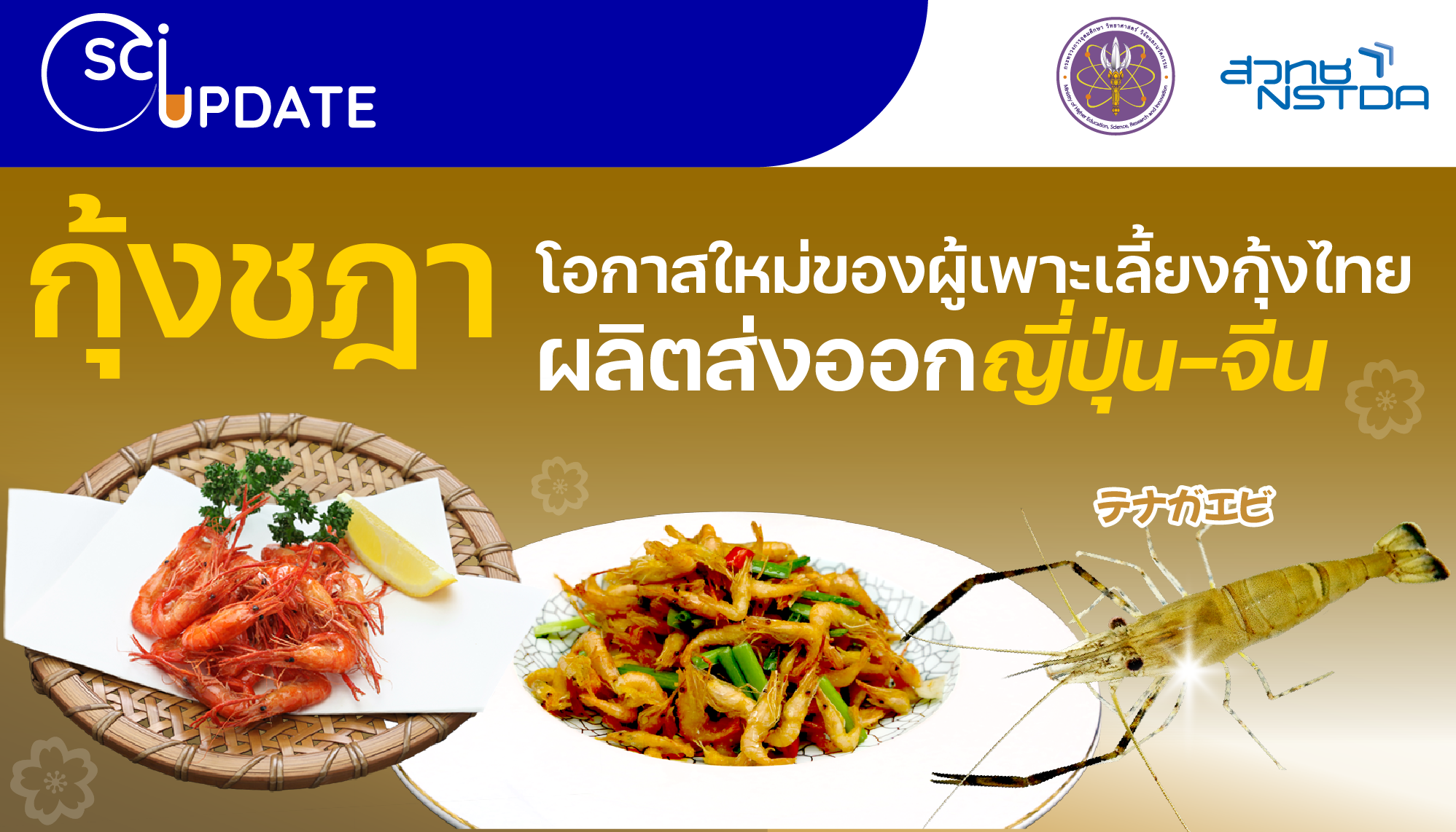 ‘กุ้งชฎา’ โอกาสใหม่ของผู้เพาะเลี้ยงกุ้งไทย ผลิตส่งออกญี่ปุ่น–จีน