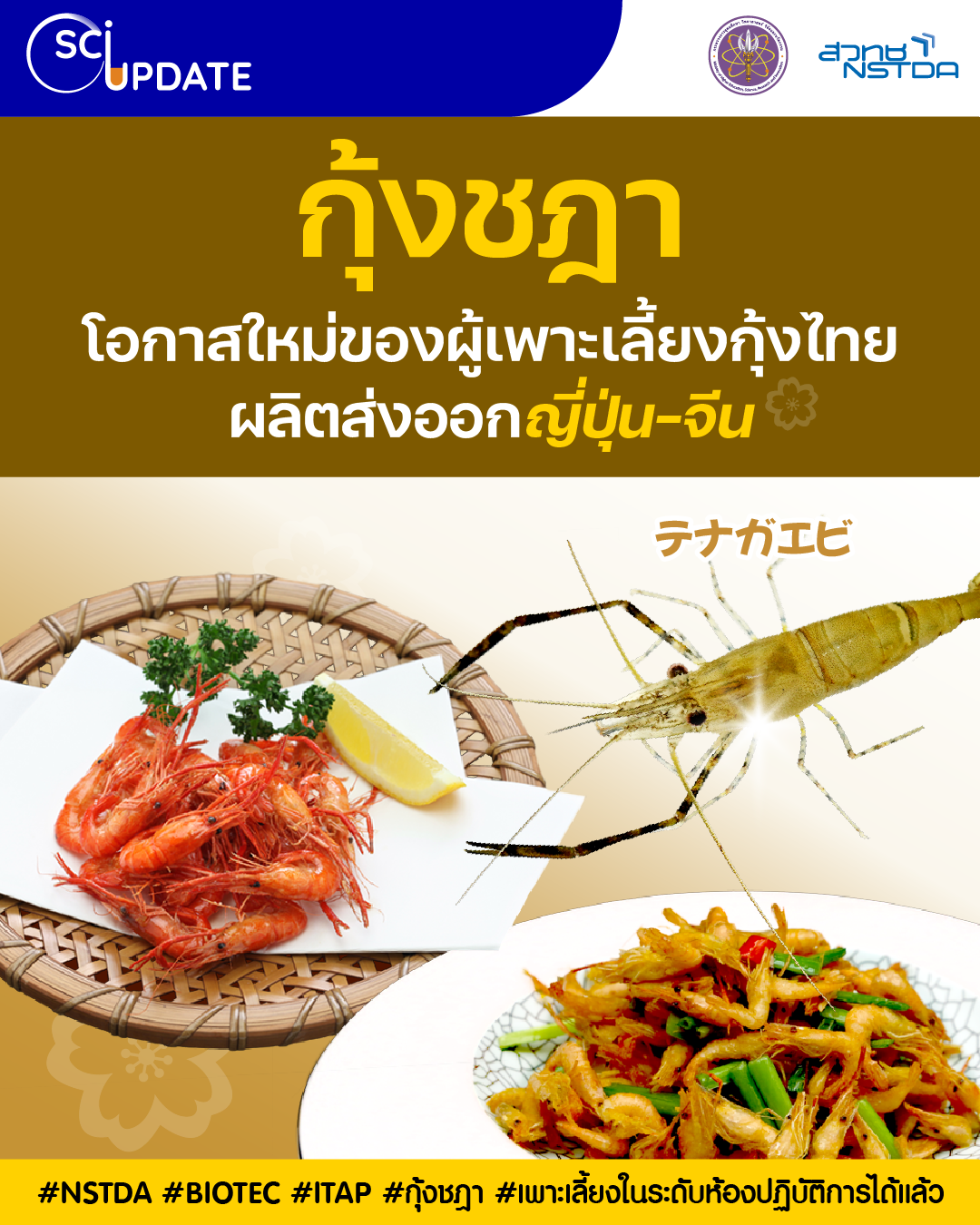 ‘กุ้งชฎา’ โอกาสใหม่ของผู้เพาะเลี้ยงกุ้งไทย ผลิตส่งออกญี่ปุ่น–จีน