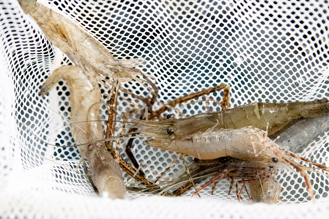 กุ้งชฎาบนตาข่ายที่ช้อนขึ้นมาจากน้ำ