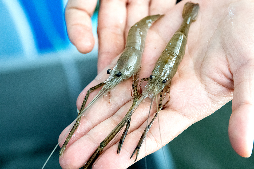 กุ้งชฎาวางไว้บนฝ่ามือ ขนาดตัวประมาณนิ้วก้อย