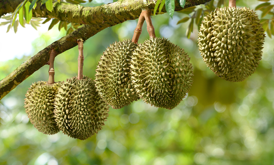 สวนทุเรียน