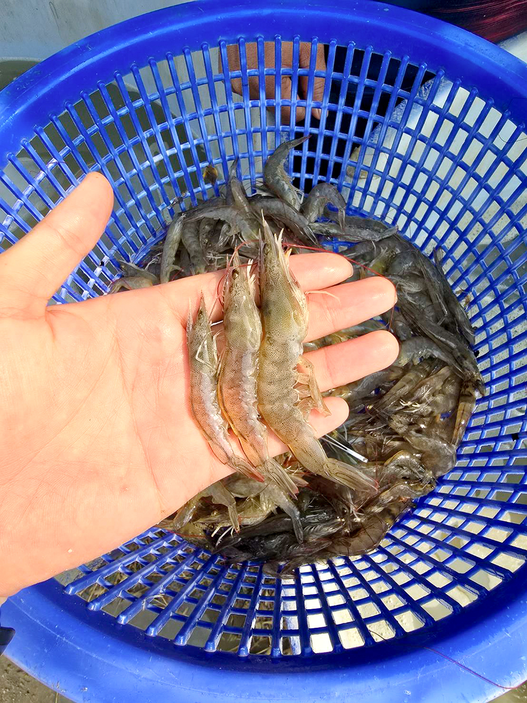 ลักษณะของกุ้งแตกไซส์ คือ กุ้งในบ่อเพาะเลี้ยงเดียวกัน มีขนาดตัวแตกต่างหลากหลายอย่างชัดเจน โดยในภาพเป็นกุ้งกุลาดำ 3 ตัวที่มีขนาดแตกต่างกันชัดเจน
