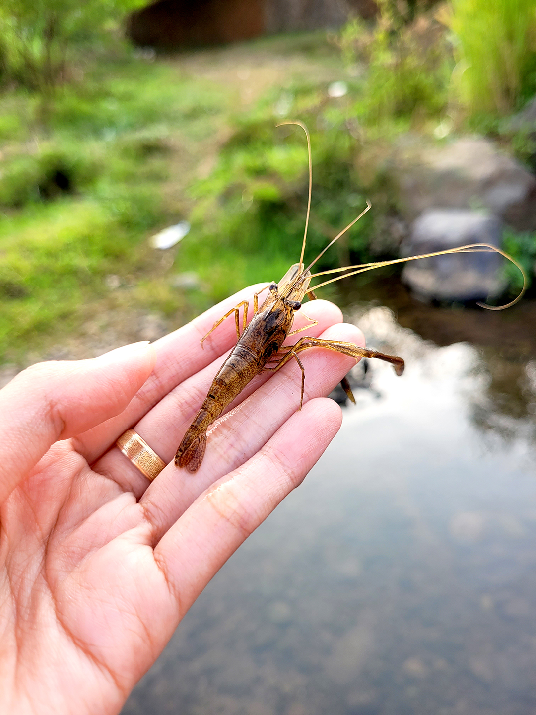 กุ้งแม่น้ำญี่ปุ่น ขนาดตัวเล็กประมาณนิ้วก้อย นิยมบริโภคทั้งในประเทศญี่ปุ่นและจีน