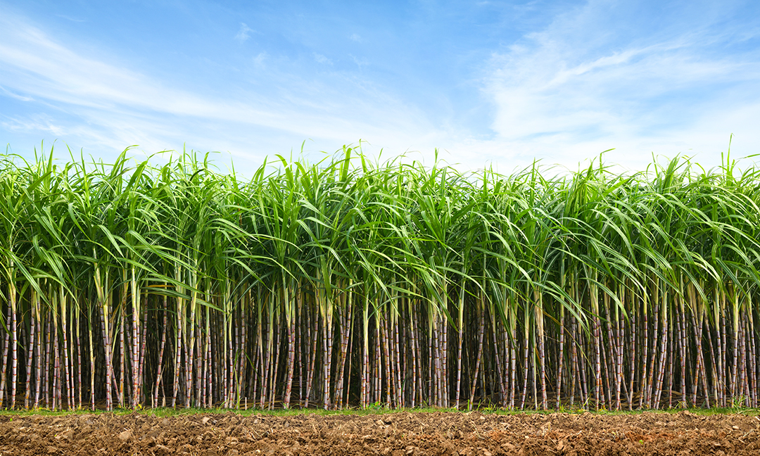 ไร่อ้อย