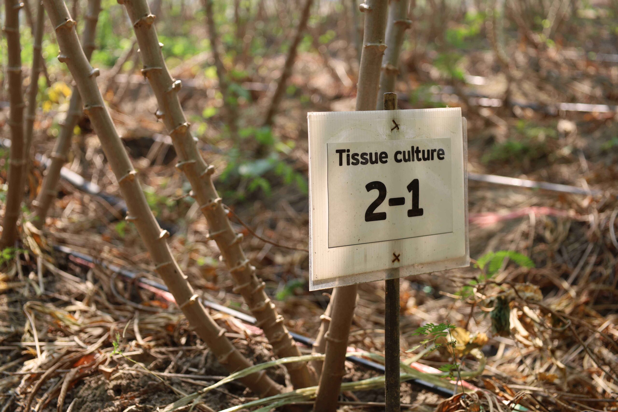 ภาพแบบเพาะเลี้ยงเนื้อเยื่อ (Tissue Culture