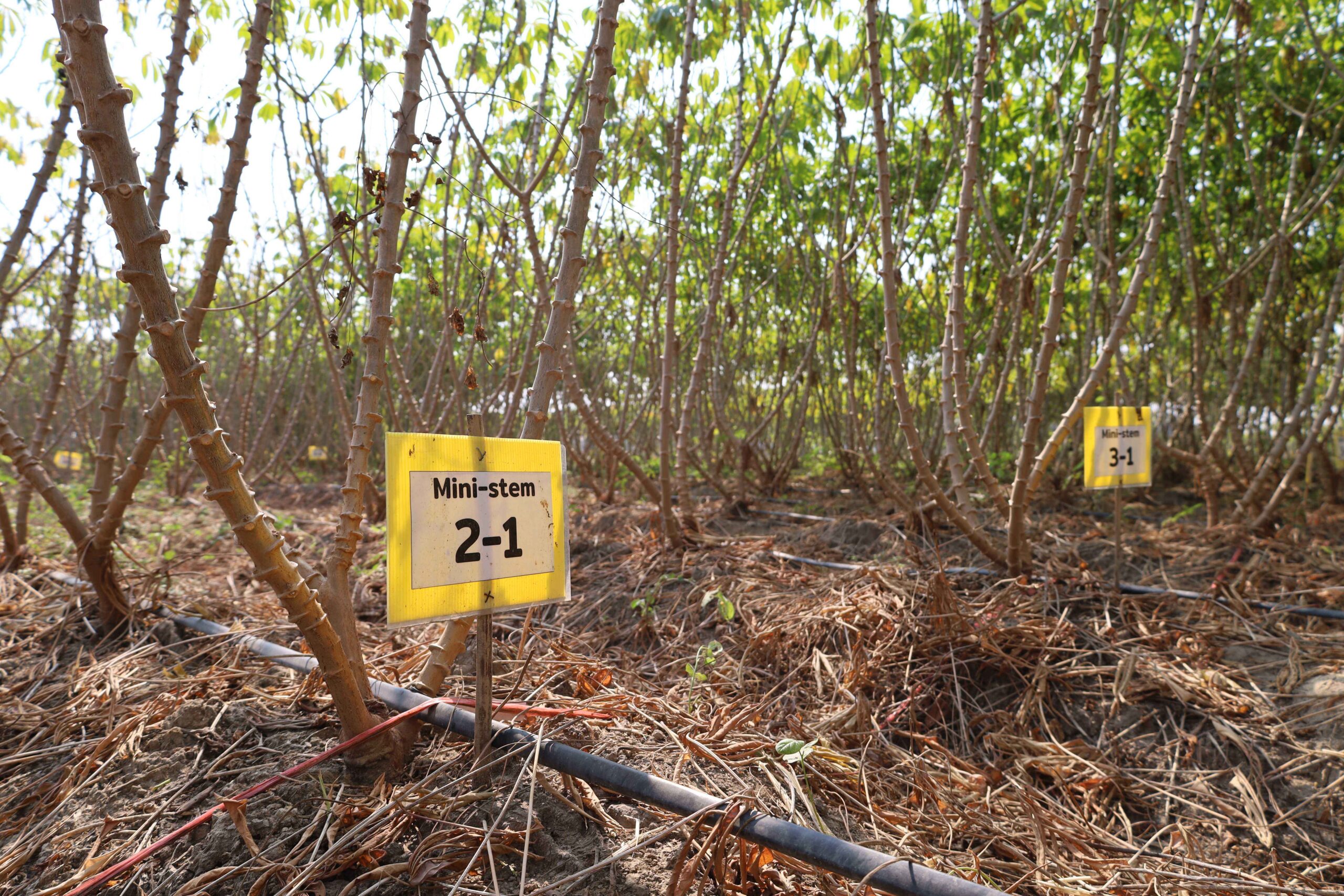 ภาพแบบขยายพันธุ์ด้วยท่อนพันธุ์ขนาดเล็ก (Mini-stem Cutting)