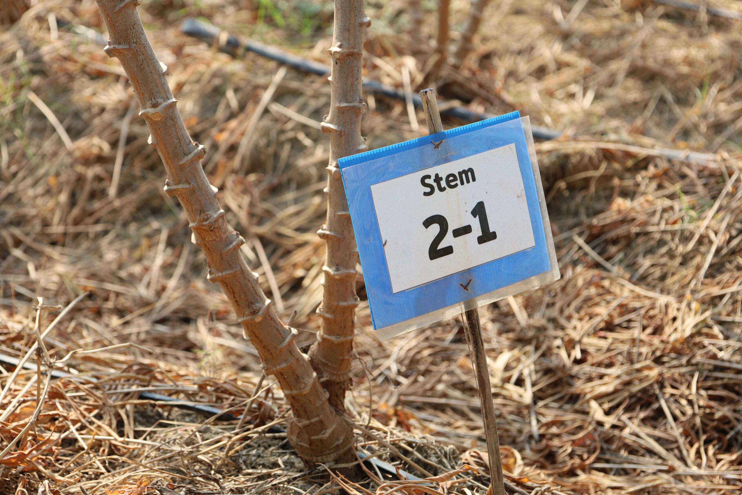 ภาพแบบปลูกทั่วไป (Stem cutting)