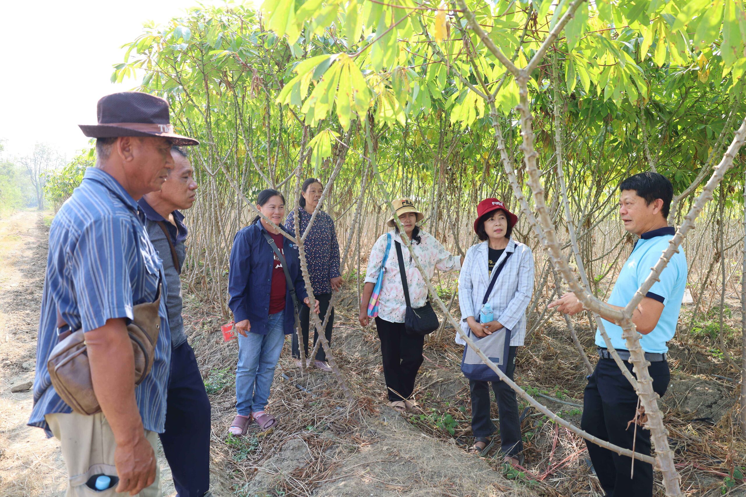 ภาพบริเวณแปลงสาธิตการผลิตต้นพันธุ์สะอาด บ้านโป่ง ราชบุรี