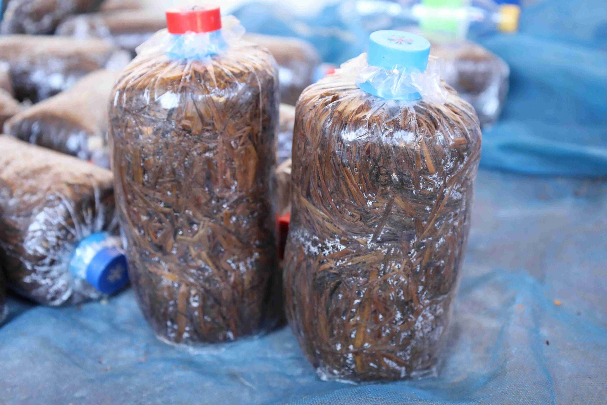 ภาพสาธิตการทำเชื้อเห็ด