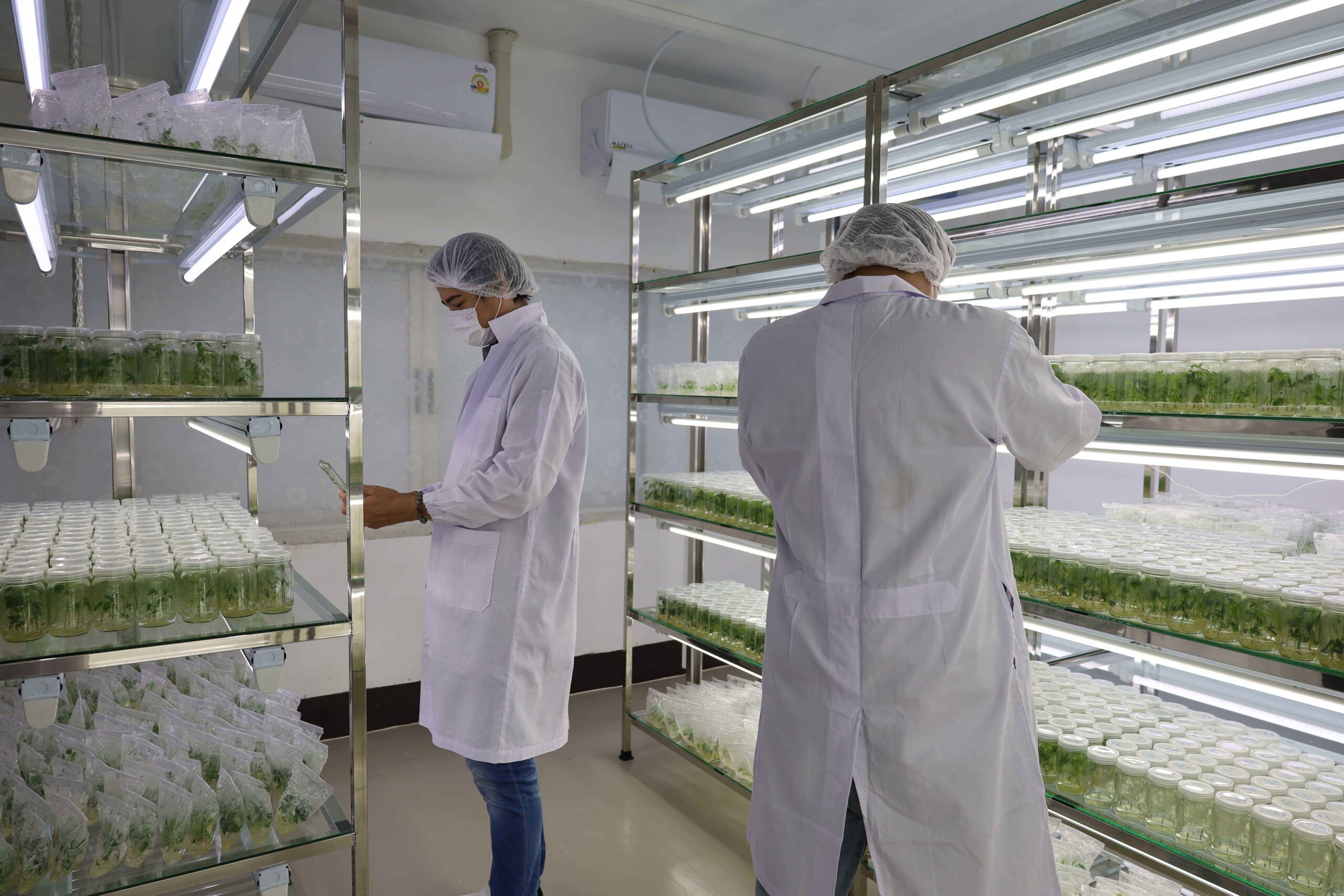 ภาพบริเวณห้องปฏิบัติการผลิตต้นพันธุ์ปลอดโรค