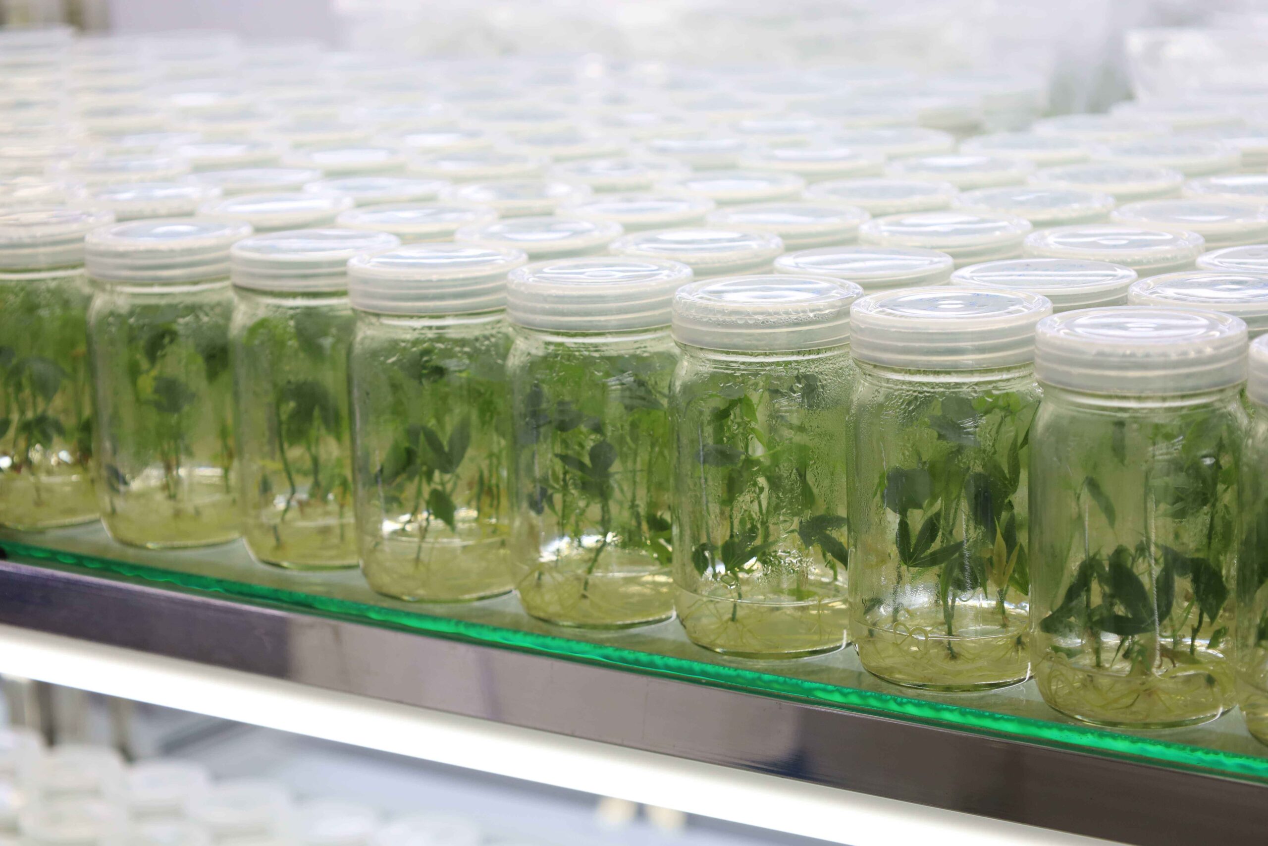 ภาพ Tissue Culture ขยายพันธุ์พืชในสภาพปลอดเชื้อ 1