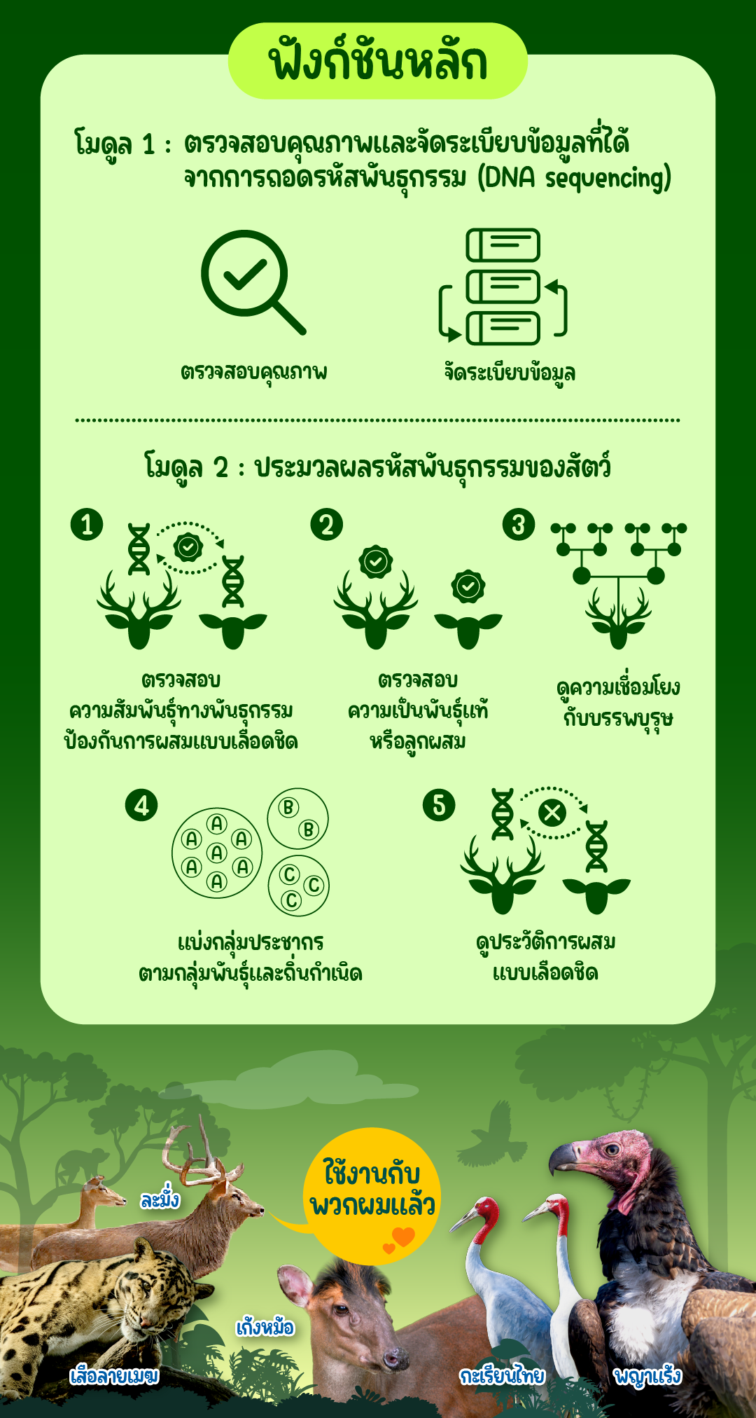 อินโฟกราฟิกแพลตฟอร์ม WildGuardTH ข้อความอธิบายว่าเป็นแพลตฟอร์มจับคู่ผสมพันธุ์สัตว์เสี่ยงสูญพันธุ์ ช่วยลดเวลาวิจัย และเพิ่มโอกาสความสำเร็จ มีไอคอนสรุปจุดเด่น ได้แก่ จับคู่พันธุ์แท้รหัสพันธุกรรมห่าง ประมวลผลเร็ว 5–10 นาที และใช้งานง่าย ประมวลผลอัตโนมัติ โดยมีการอธิบายเกี่ยวกับแพลตฟอร์มเพิ่มเติมว่าฟังก์ชันหลักประกอบด้วย 2 โมดูล โมดูลแรกคือโมดูลสำหรับตรวจสอบคุณภาพและจัดระเบียบข้อมูลที่ได้จากการถอดรหัสพันธุกรรมหรือ DNA sequencing และโมดูลที่สองคือโมดูลสำหรับประมวลผลรหัสพันธุกรรมของสัตว์ ครอบคลุมการตรวจความสัมพันธ์ทางพันธุกรรมป้องกันการผสมแบบเลือดชิด ตรวจสอบความเป็นพันธุ์แท้หรือลูกผสม ดูความเชื่อมโยงกับบรรพบุรุษ การแบ่งกลุ่มประชากรตามกลุ่มพันธุ์และถิ่นกำเนิด และดูประวัติการผสมแบบเลือดชิด (2/2)
