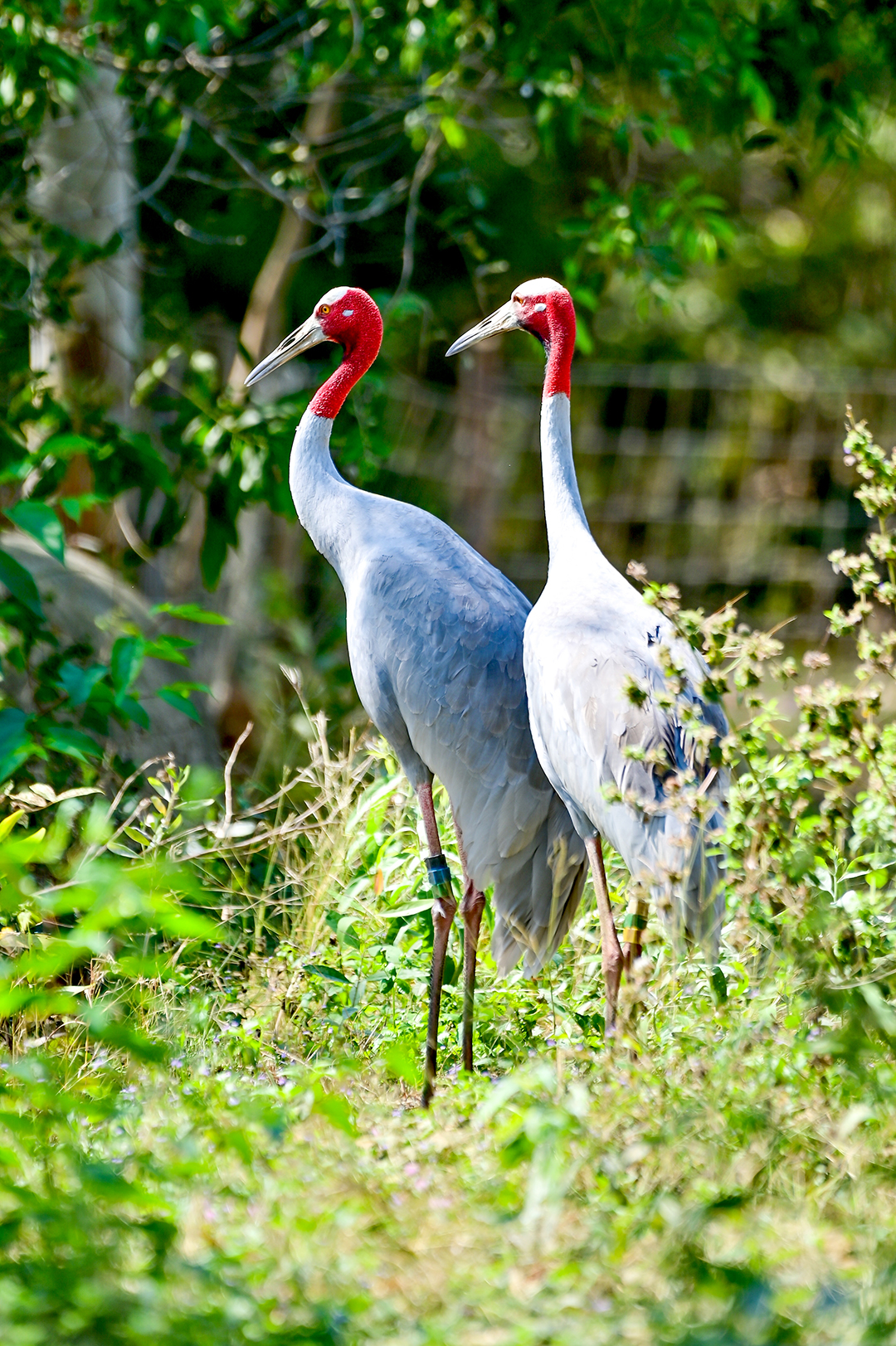 นกกะเรียนไทยสองตัวยืนข้างกันบนพื้นหญ้า