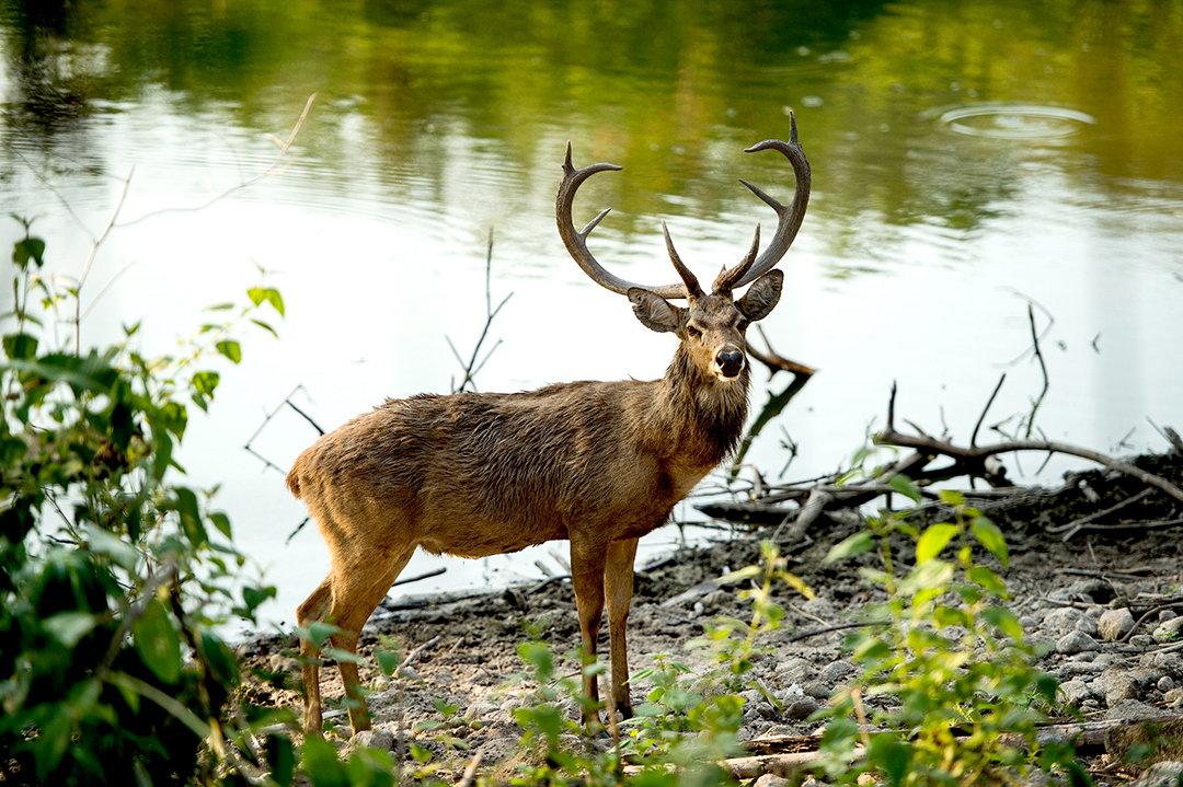 ละมั่งตัวผู้ มีเขาโค้งยาว ลำตัวขนาดกลาง ขนตามลำตัวสีน้ำตาลอมแดงไปจนถึงน้ำตาลเข้ม