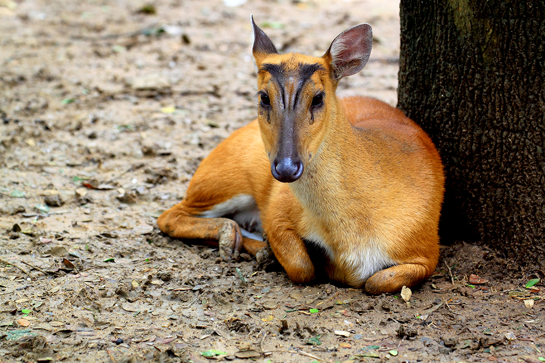เก้งหม้อ นั่งบนพื้นดิน