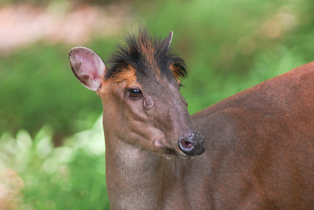 เก้งหม้อ ภาพถ่ายแบบครึ่งตัวบน