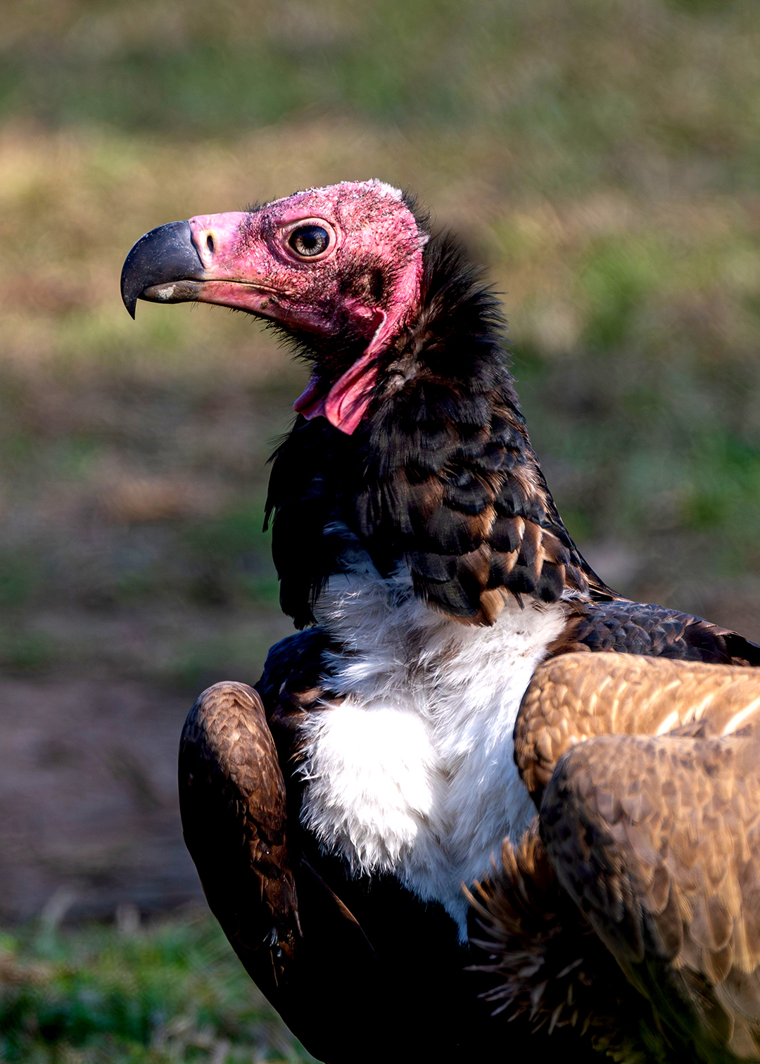 พญาแร้งเอเชียแบบโคลสอัปบริเวณส่วนหัวและลำตัวท่อนบน
