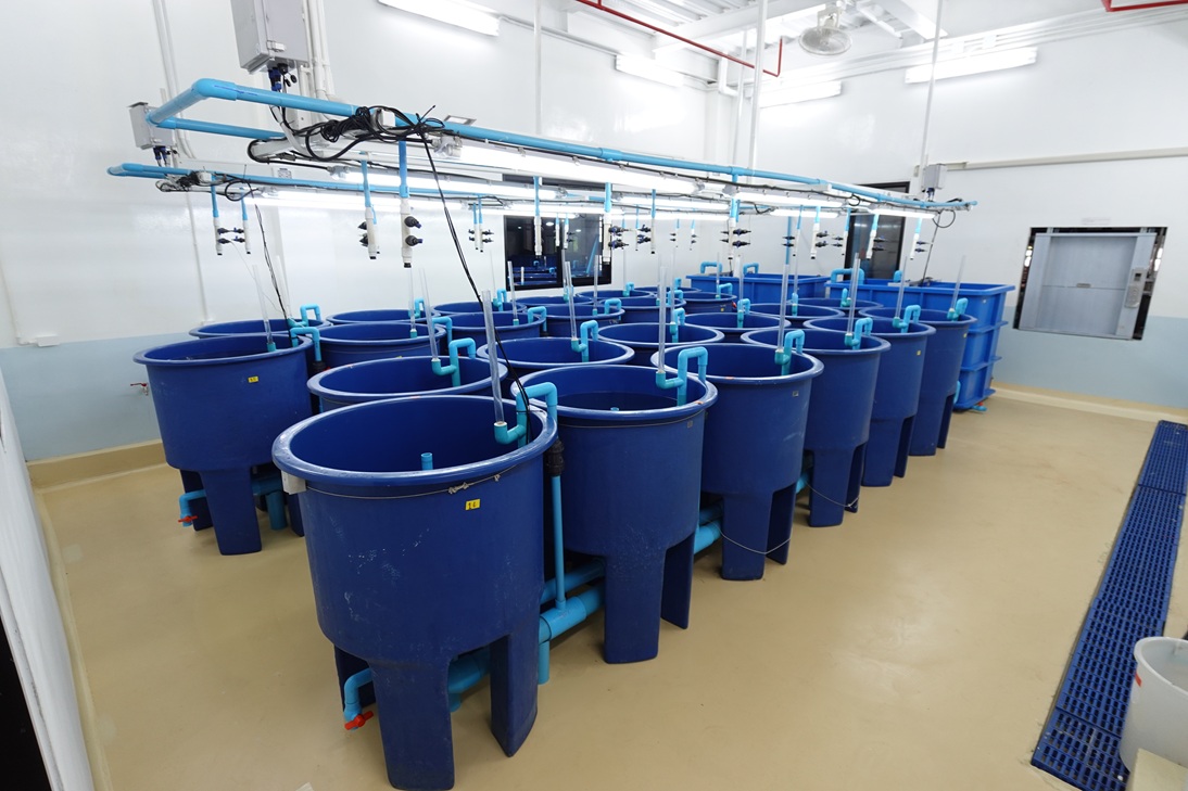 ภาพถังเพาะเลี้ยงระบบหมุนเวียนน้ำภายในห้องปฏิบัติการสัตว์น้ำขั้นสูง BSL2 ไบโอเทค สวทช.