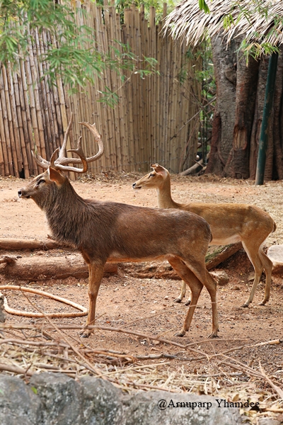 ละมั่งตัวผู้มีเขาโค้งยาว และละมั่งตัวเมียไม่มีเขา ลำตัวขนาดกลาง ขนตามลำตัวสีน้ำตาลอมแดง