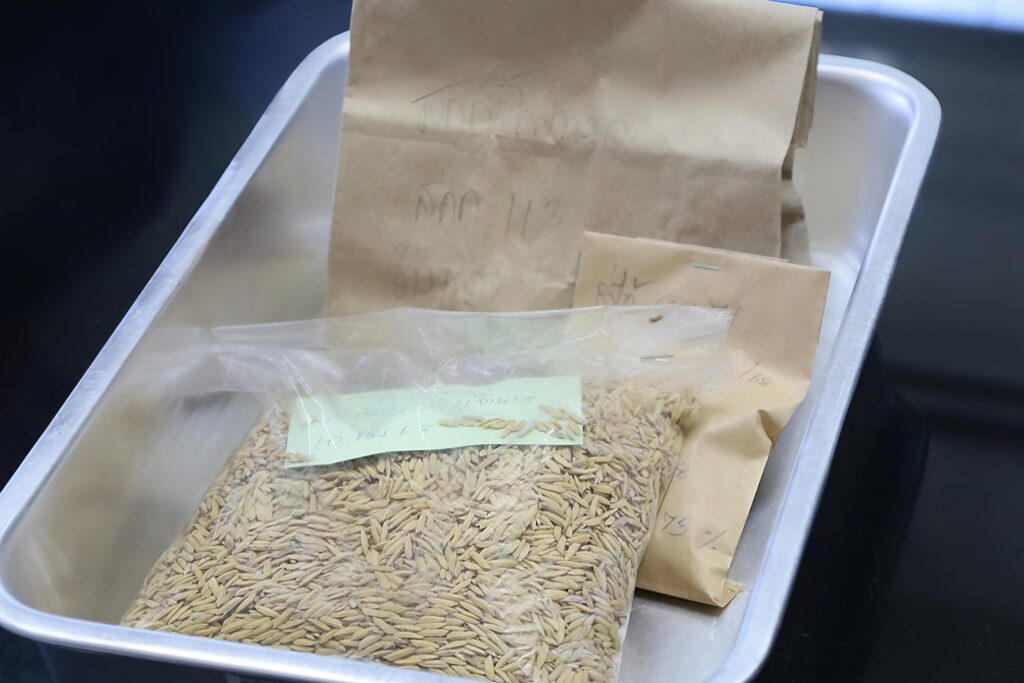 ภาพ: ตัวอย่างเมล็ดพันธุ์ข้าวคาร์บอนต่ำพันธุ์ “ไบโอเทค 1” ที่ผ่านกระบวนการผลิตที่มีมาตรฐาน เพื่อเตรียมกระจายสู่ชุมชน