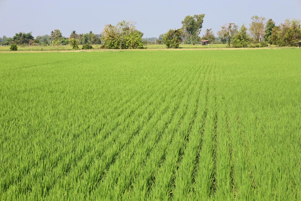 ภาพ: ทัศนียภาพความอุดมสมบูรณ์ของแปลงผลิตเมล็ดพันธุ์ข้าวและข้าวคาร์บอนต่ำแปลงใหญ่ในพื้นที่อำเภอโพทะเล
