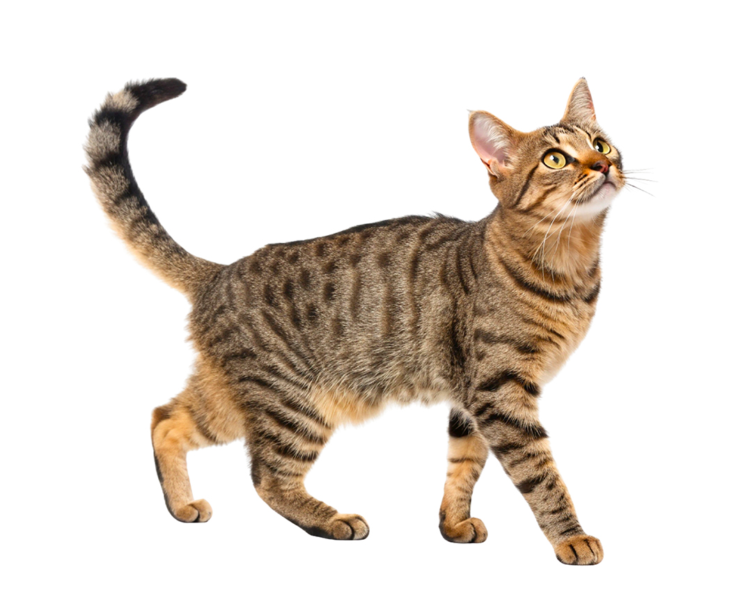 แมวกำลังเดินอย่างมีความสุข