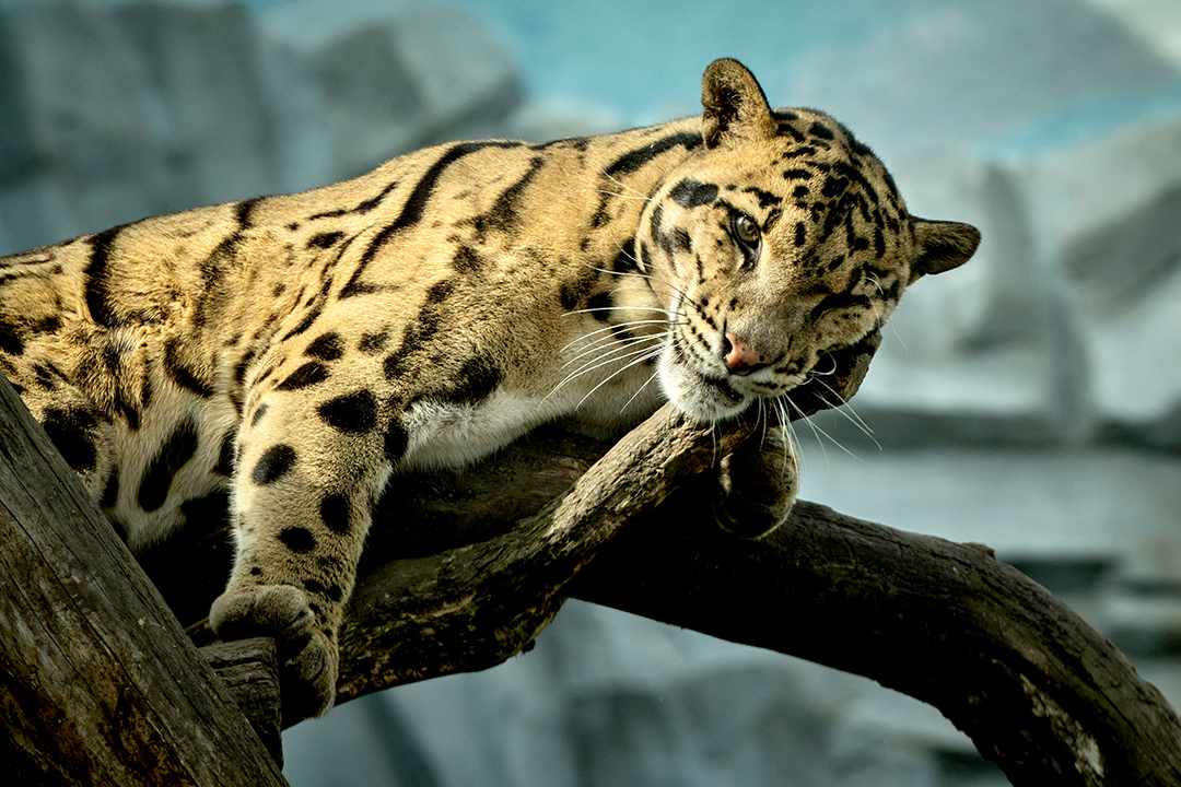 เสือลายเมฆ นอนอยู่บนกิ่งไม้ใหญ่